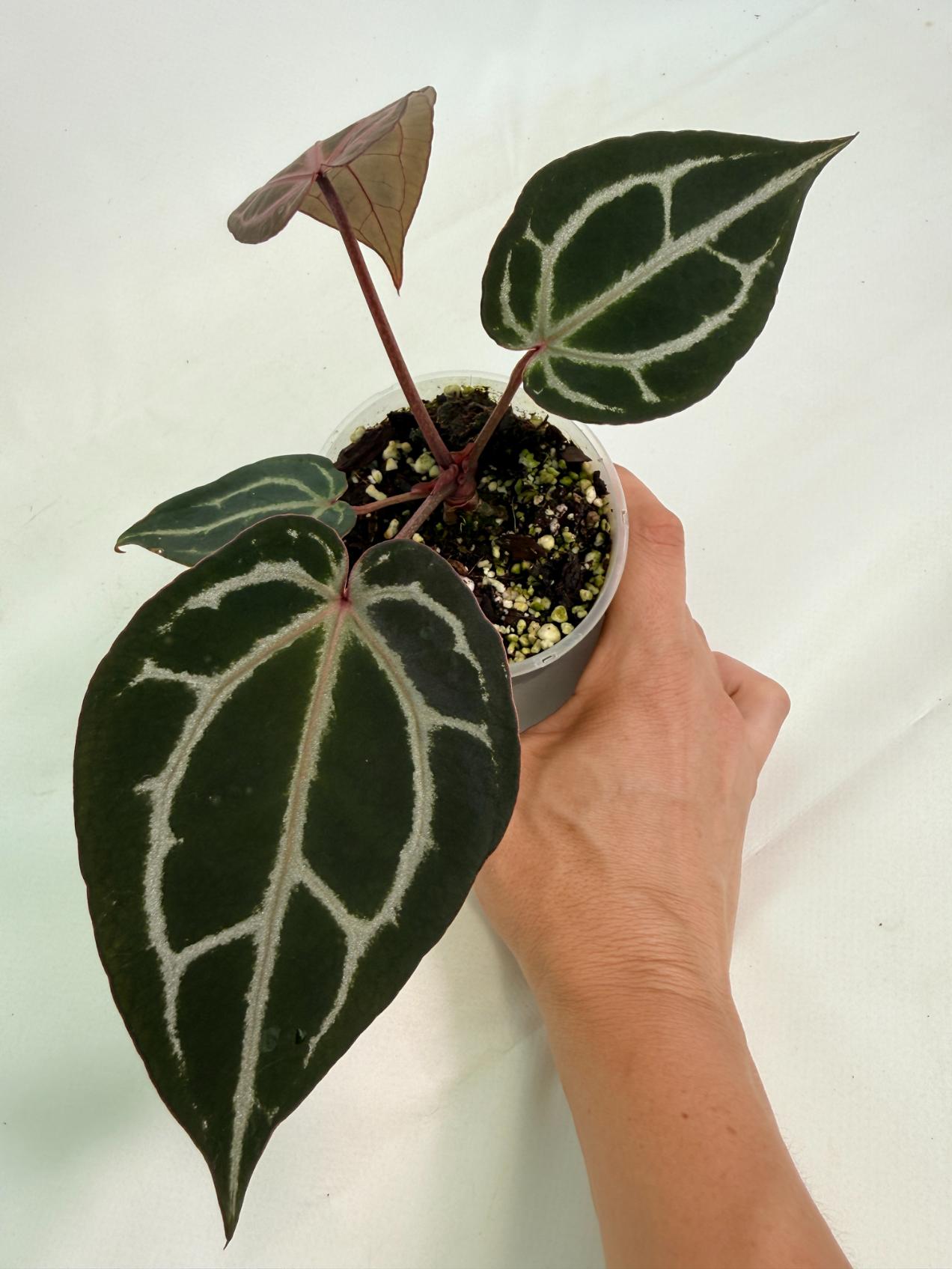 Anthurium Michelle 08