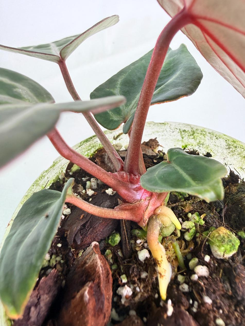 Anthurium Michelle 07