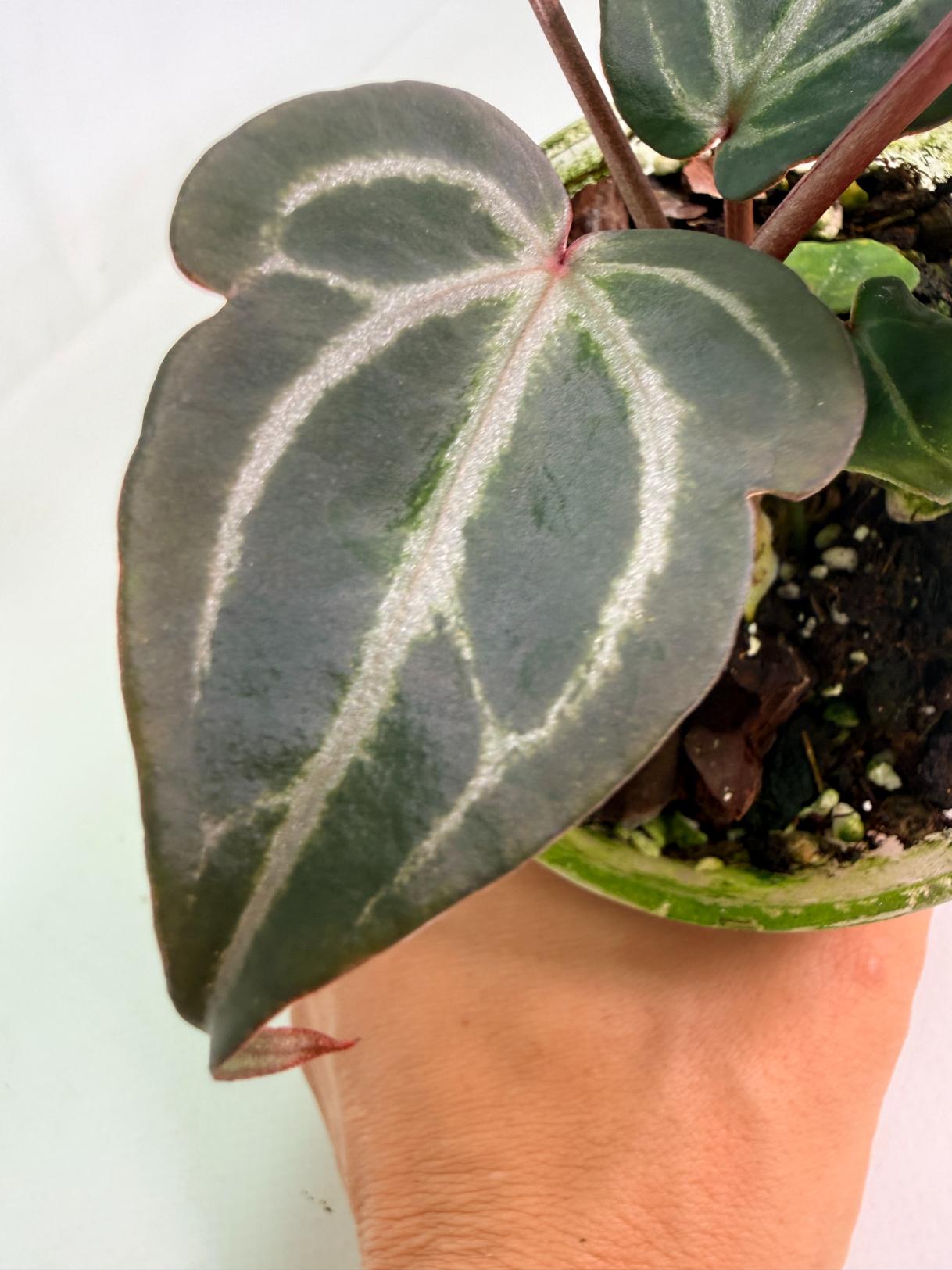 Anthurium Michelle 08