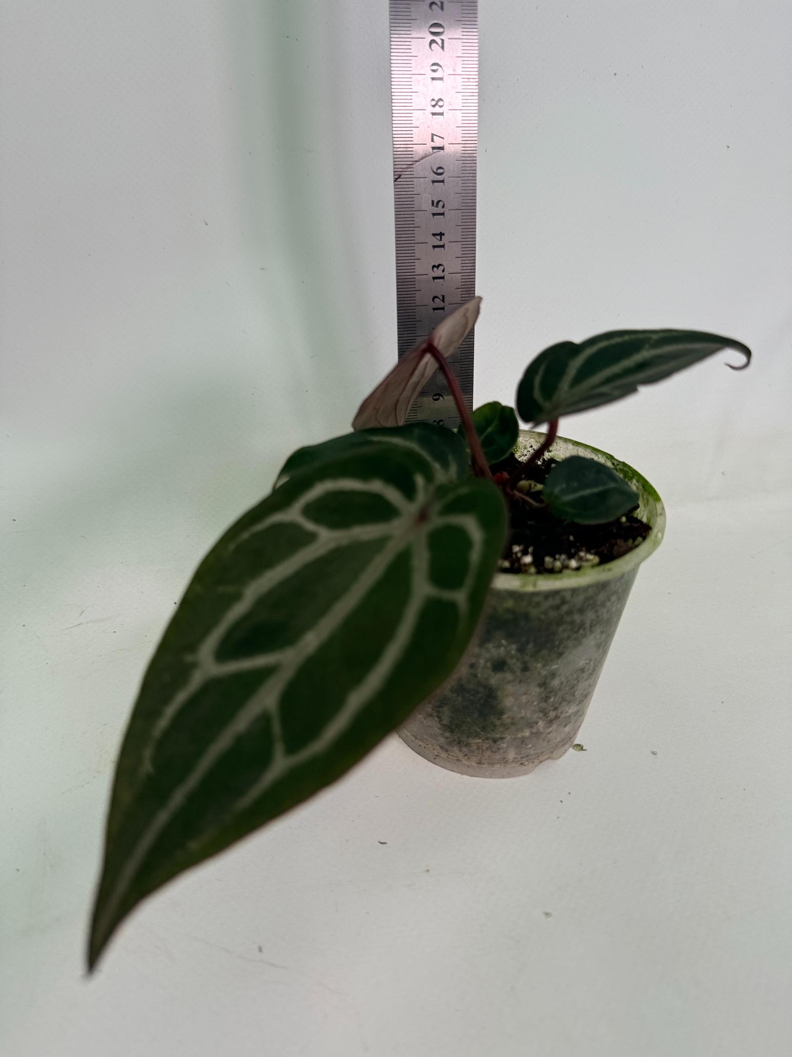 Anthurium Michelle | Welovetropicalplants