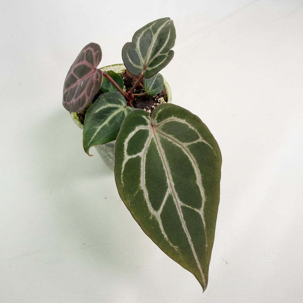 安*品様 Anthurium Michelle Anthurium Michelle | Welovetropicalplants