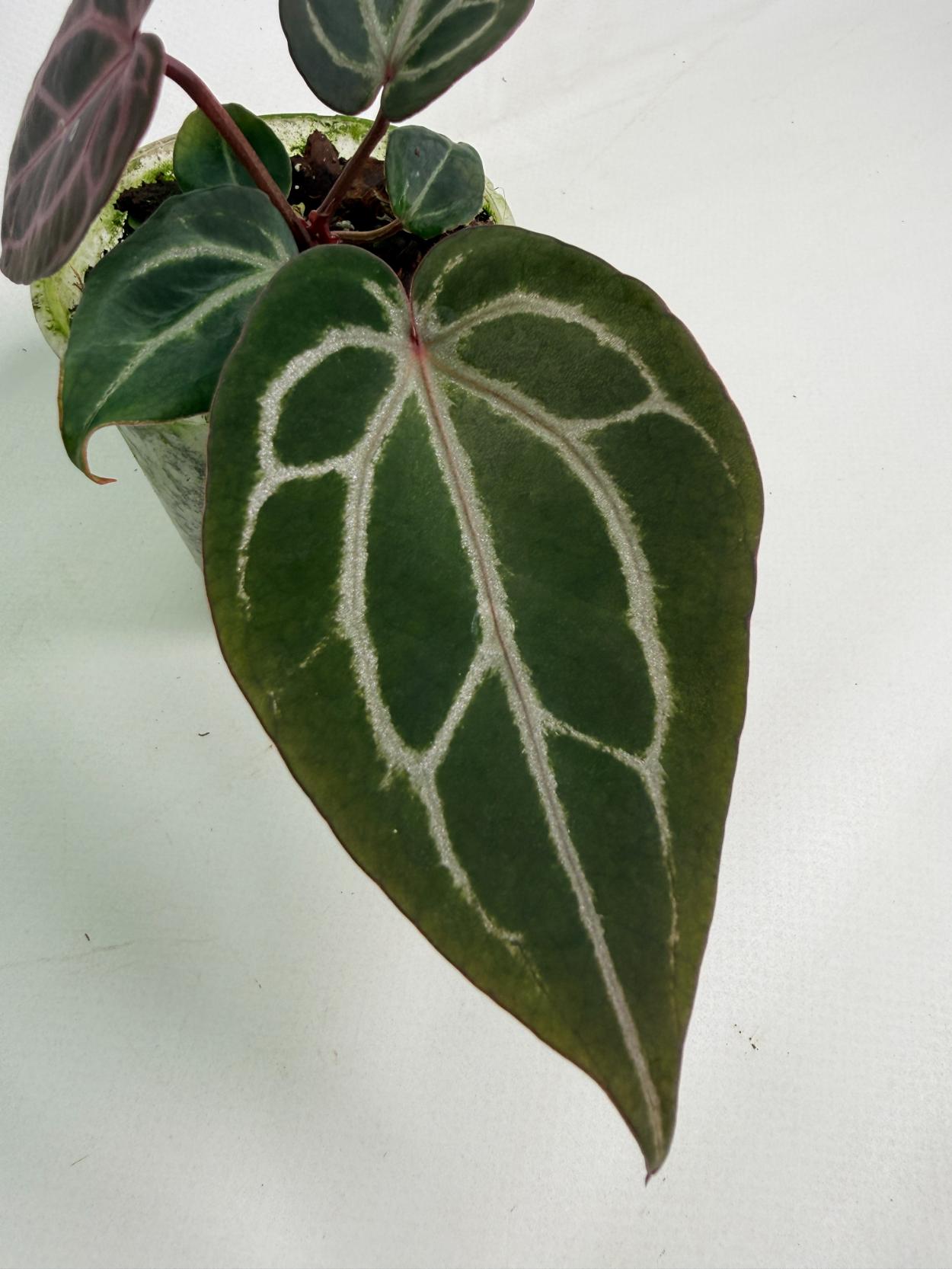 Anthurium Michelle 03
