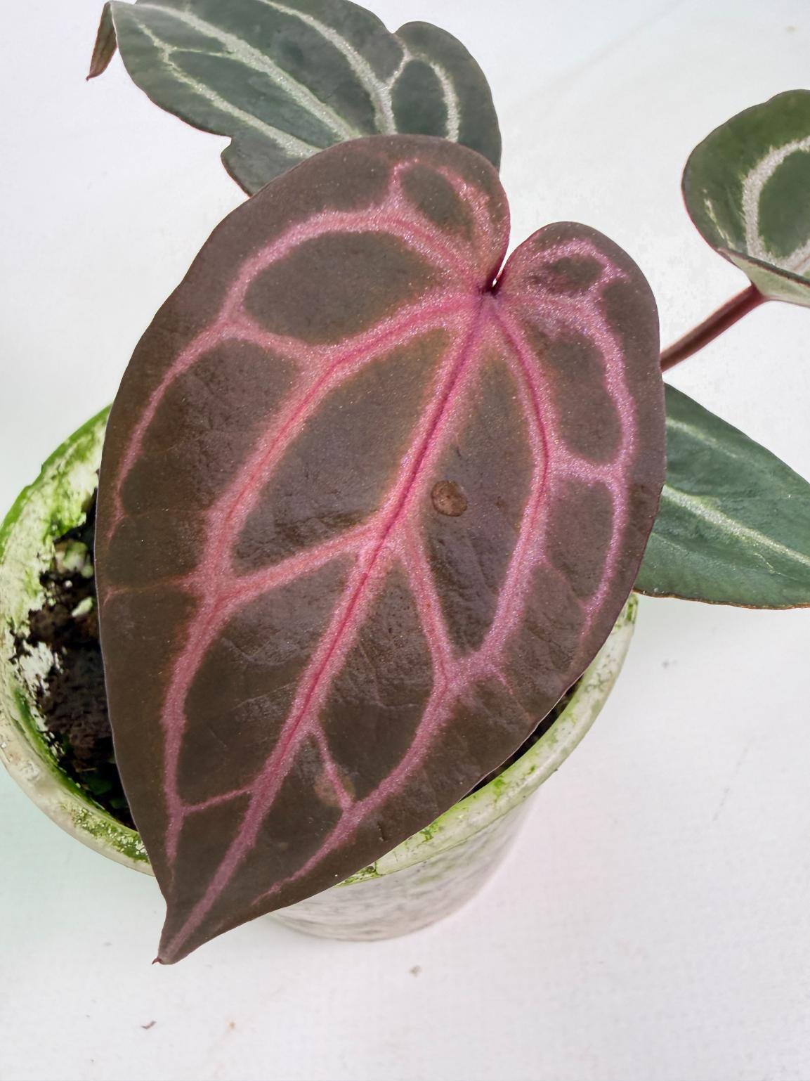Anthurium Michelle 04