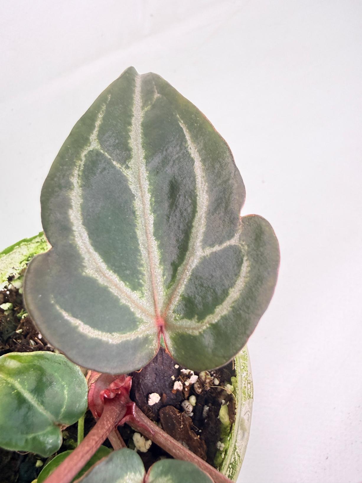 Anthurium Michelle 05