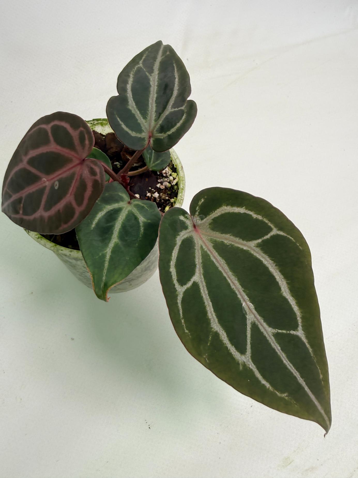 Anthurium Michelle 06