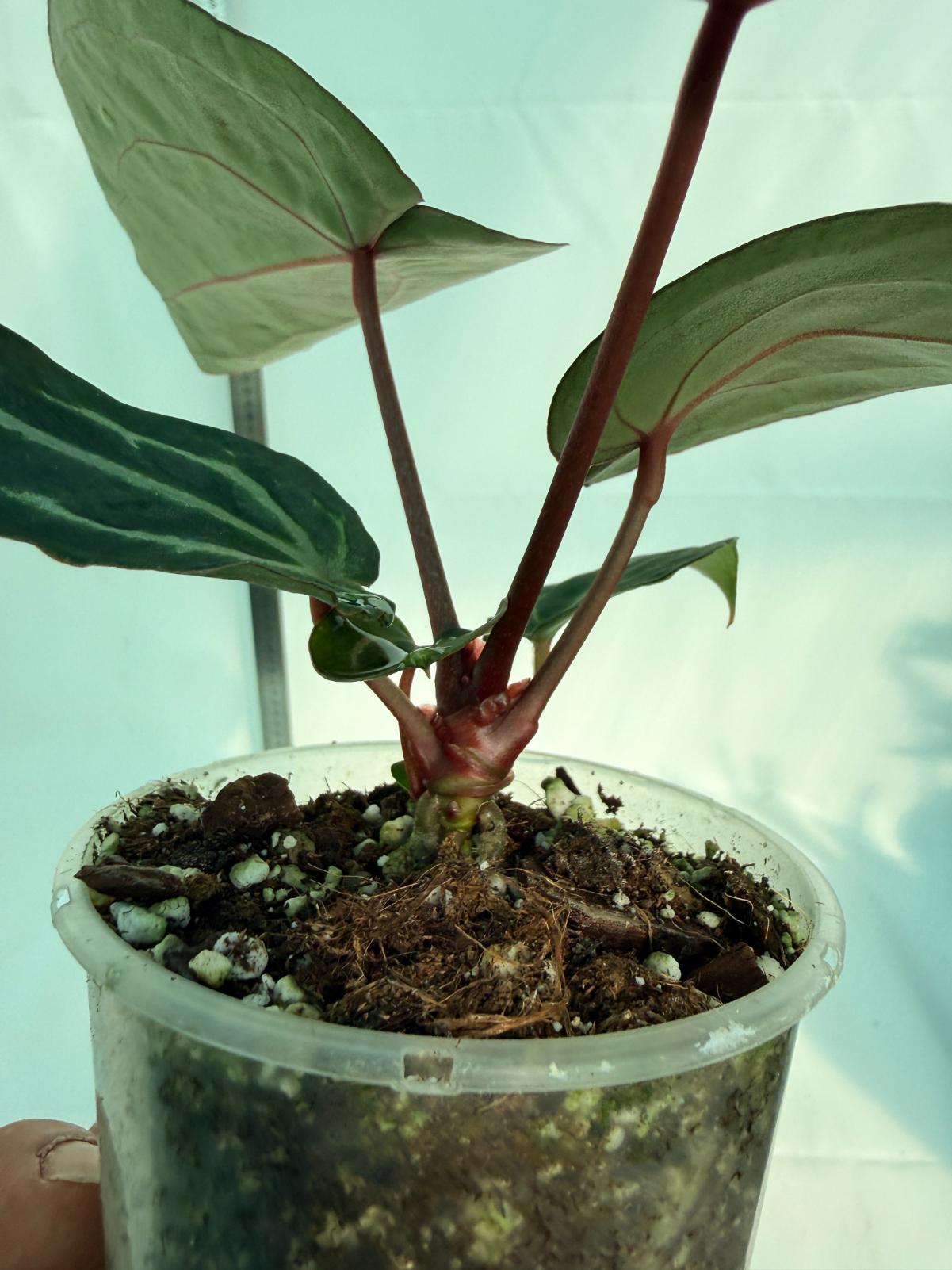 Anthurium Michelle 11
