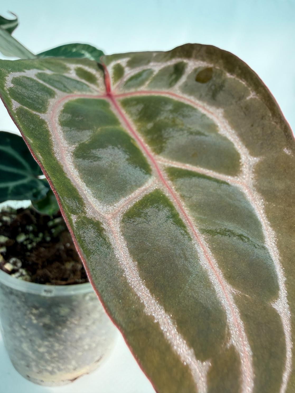 Anthurium Michelle 7