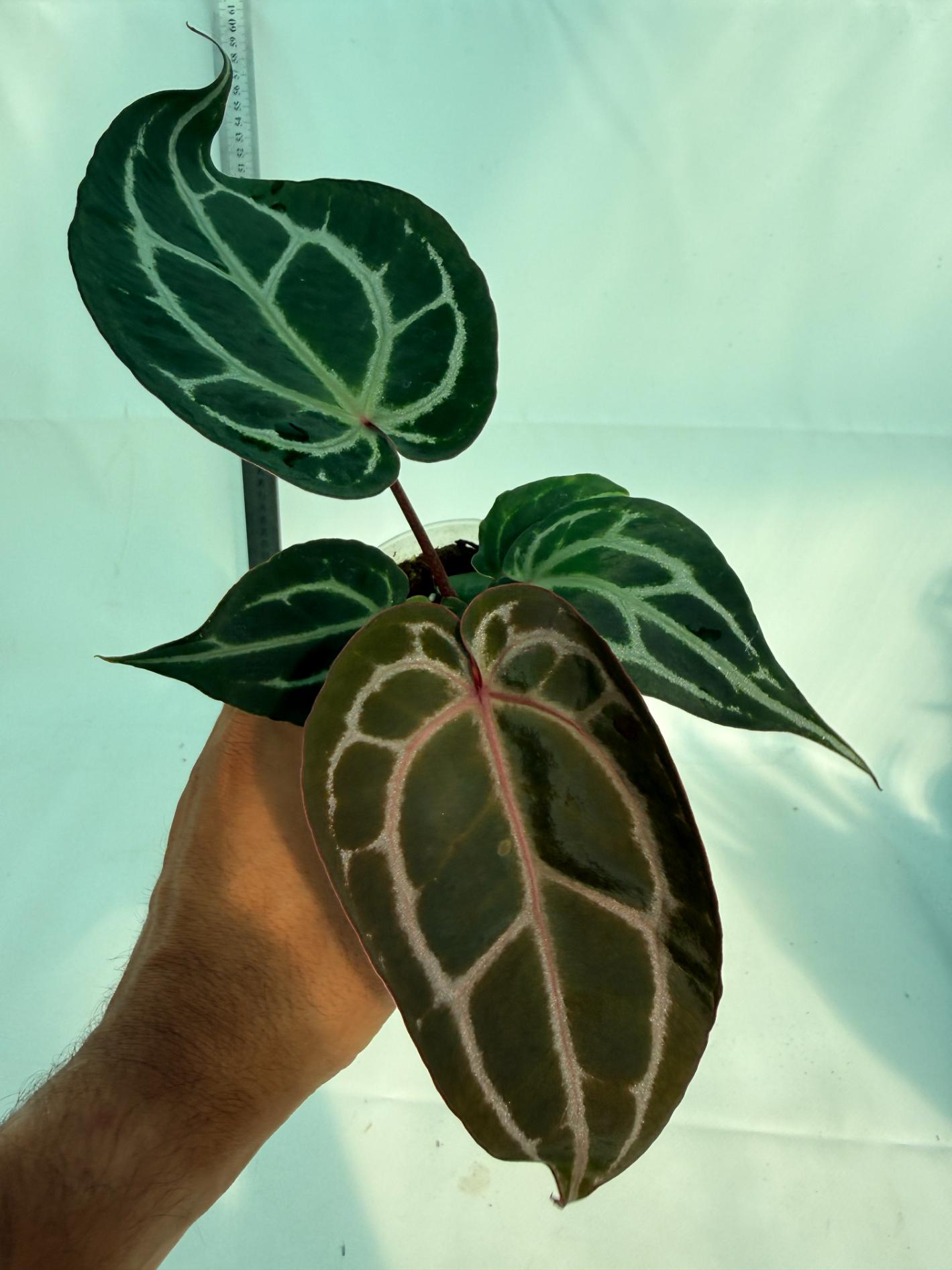 Anthurium Michelle 4