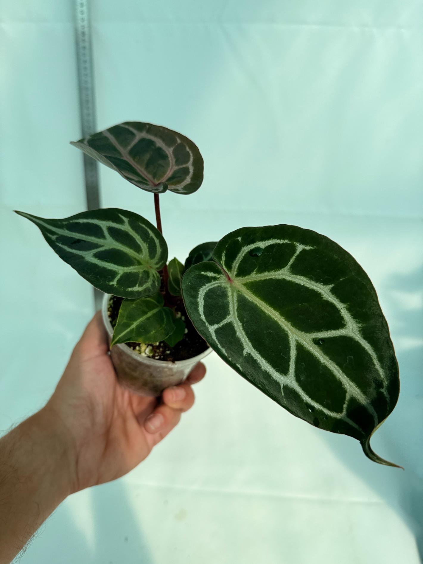 Anthurium Michelle 9