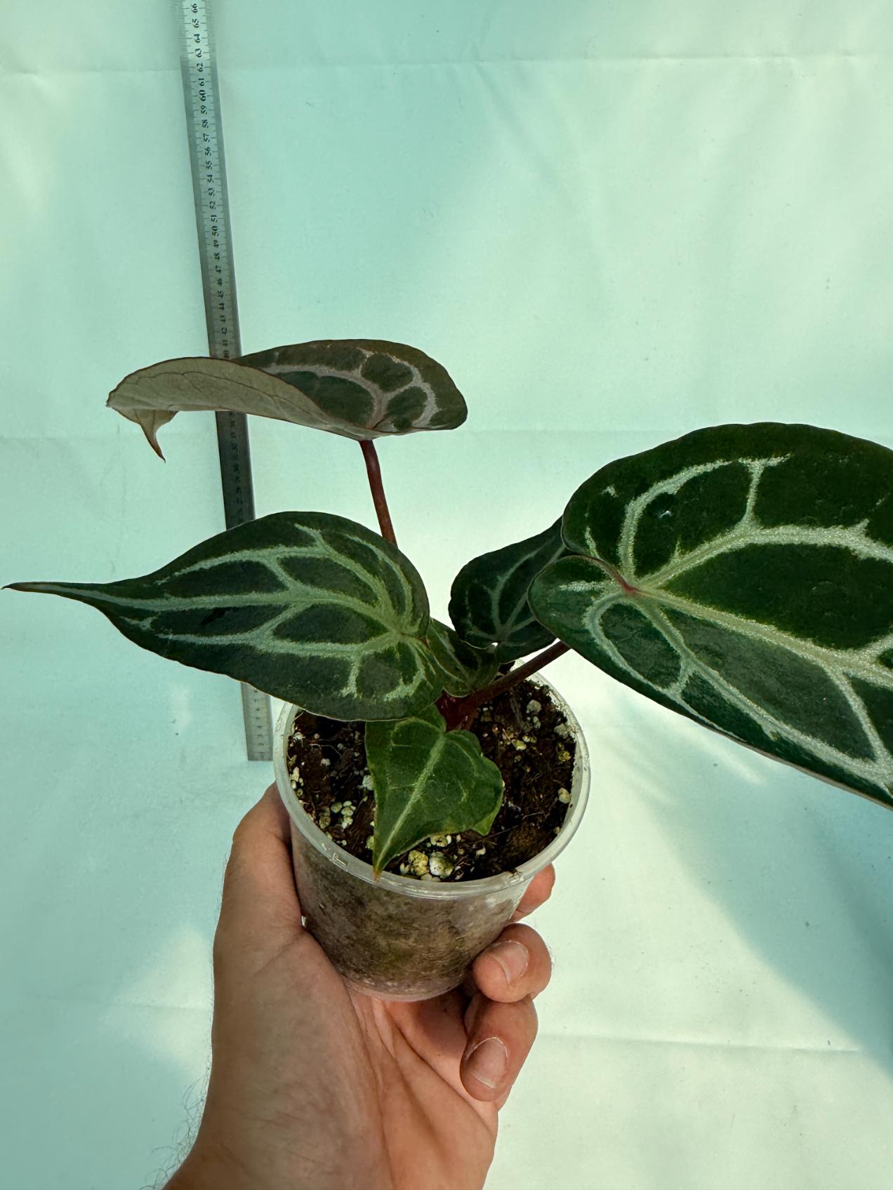 Anthurium Michelle 10