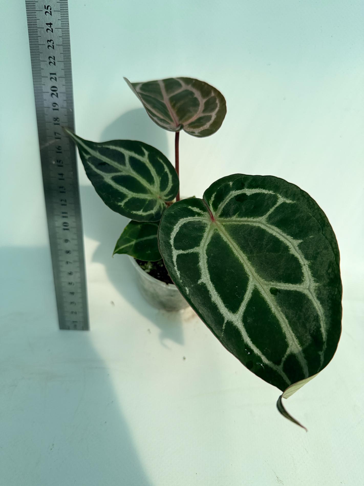 Anthurium Michelle 12