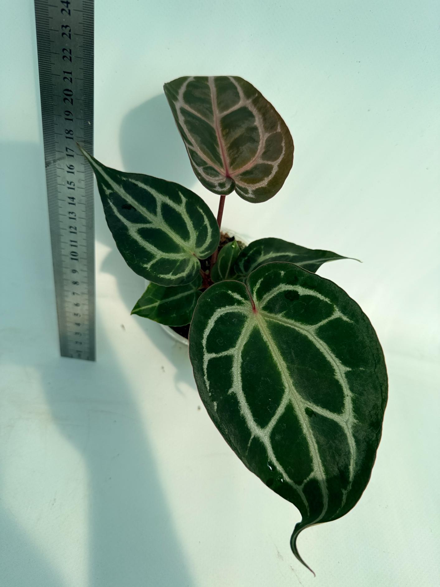Anthurium Michelle 1
