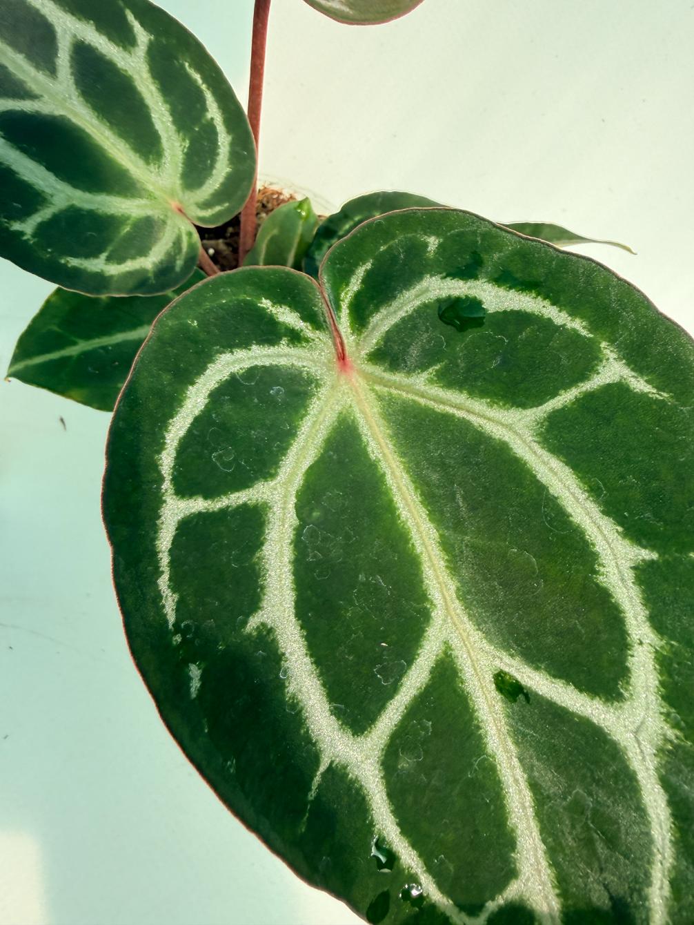 Anthurium Michelle 3