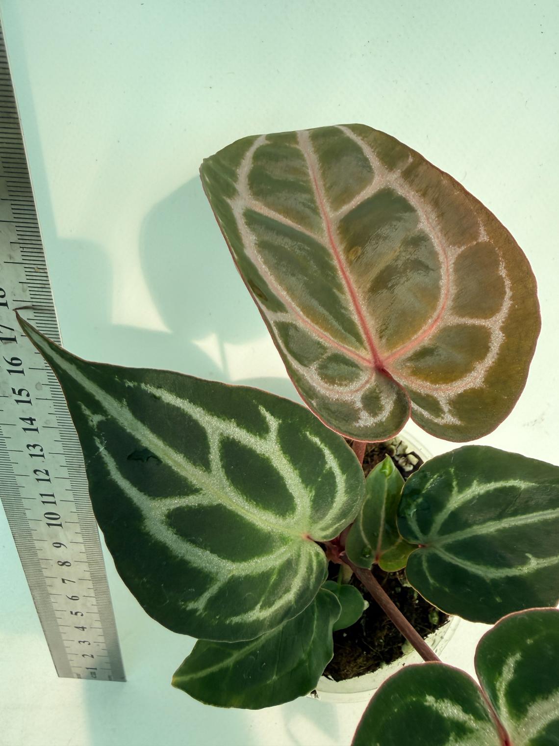 Anthurium Michelle 5