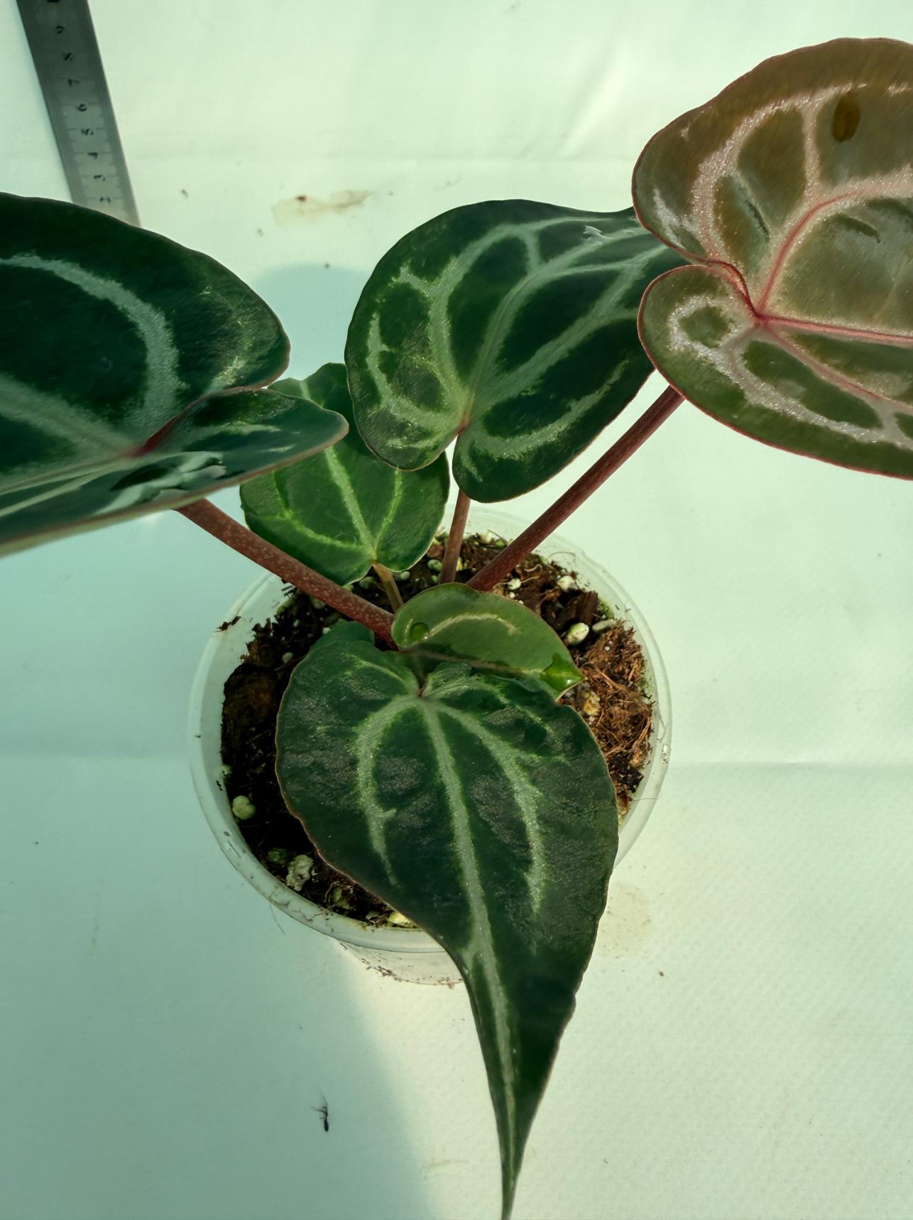 Anthurium Michelle 6
