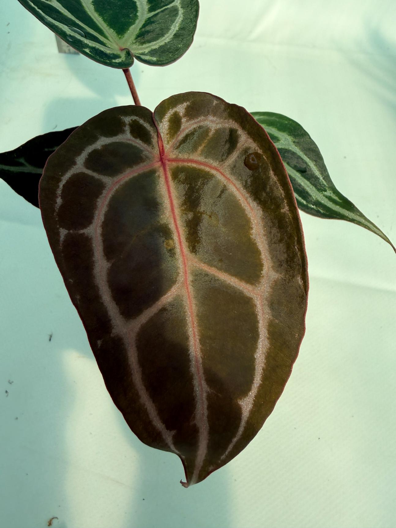Anthurium Michelle 2