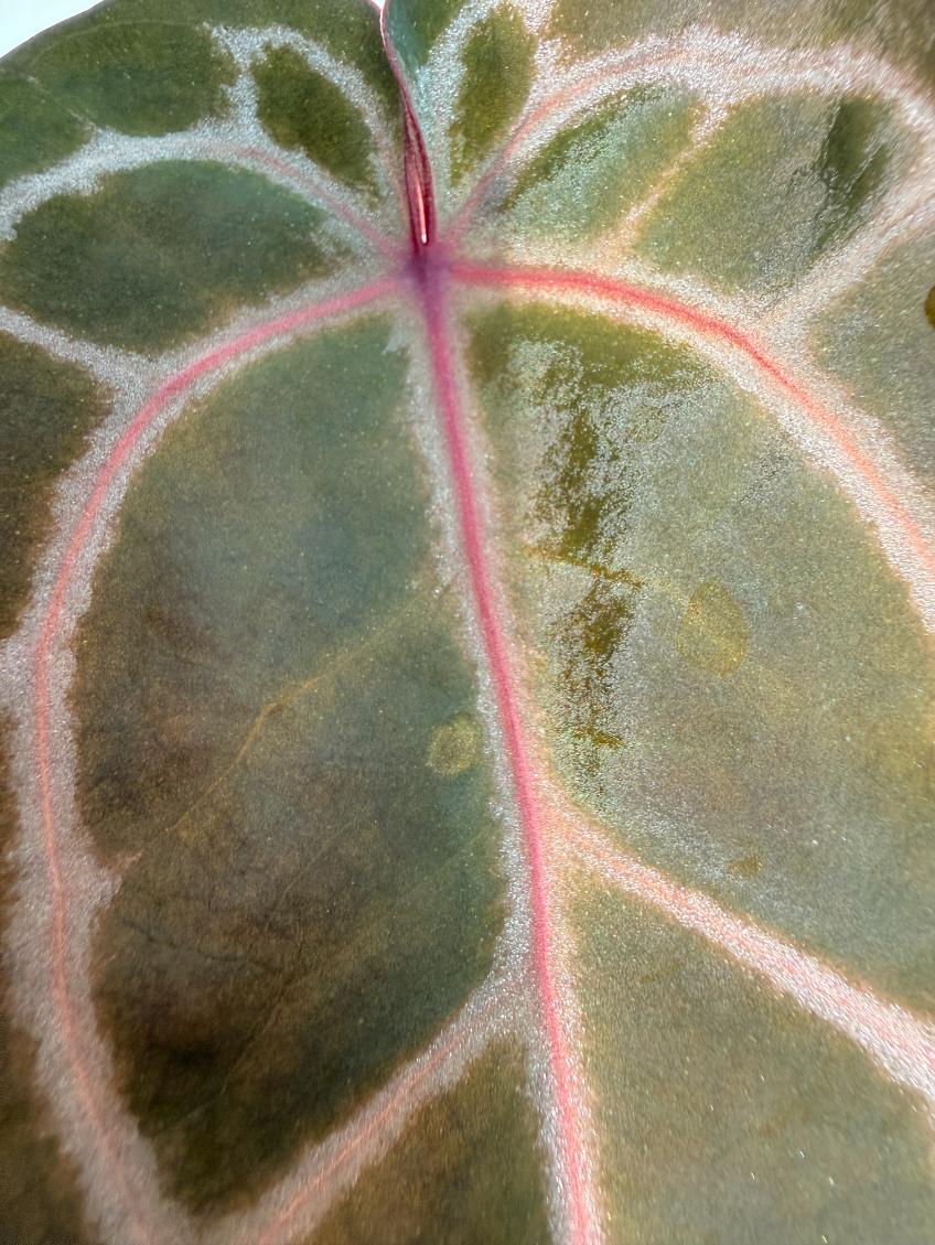 Anthurium Michelle 8