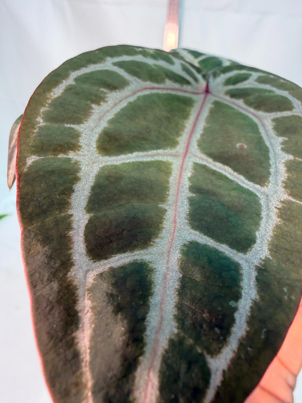 Anthurium Michelle 9