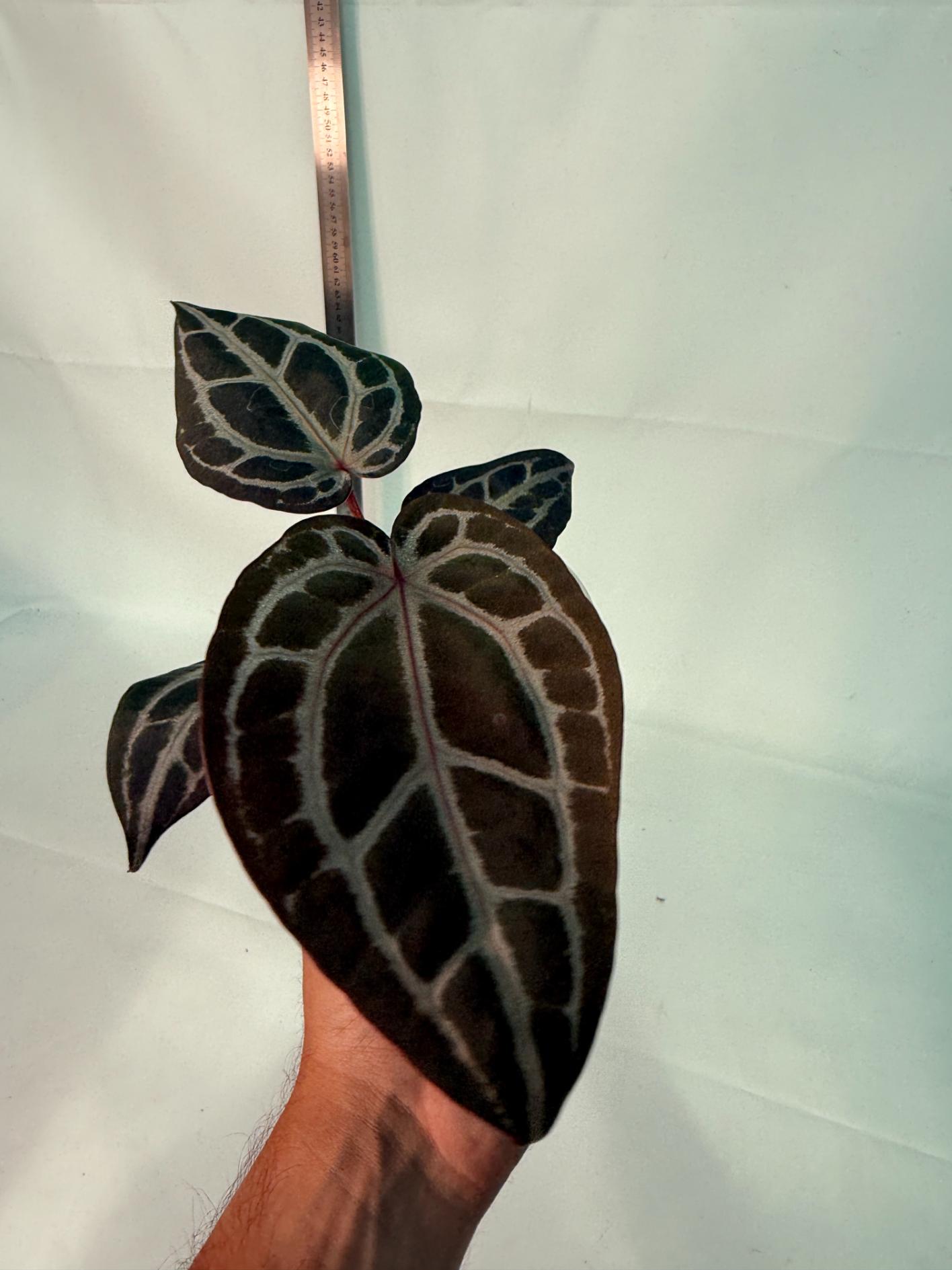 Anthurium Michelle 8