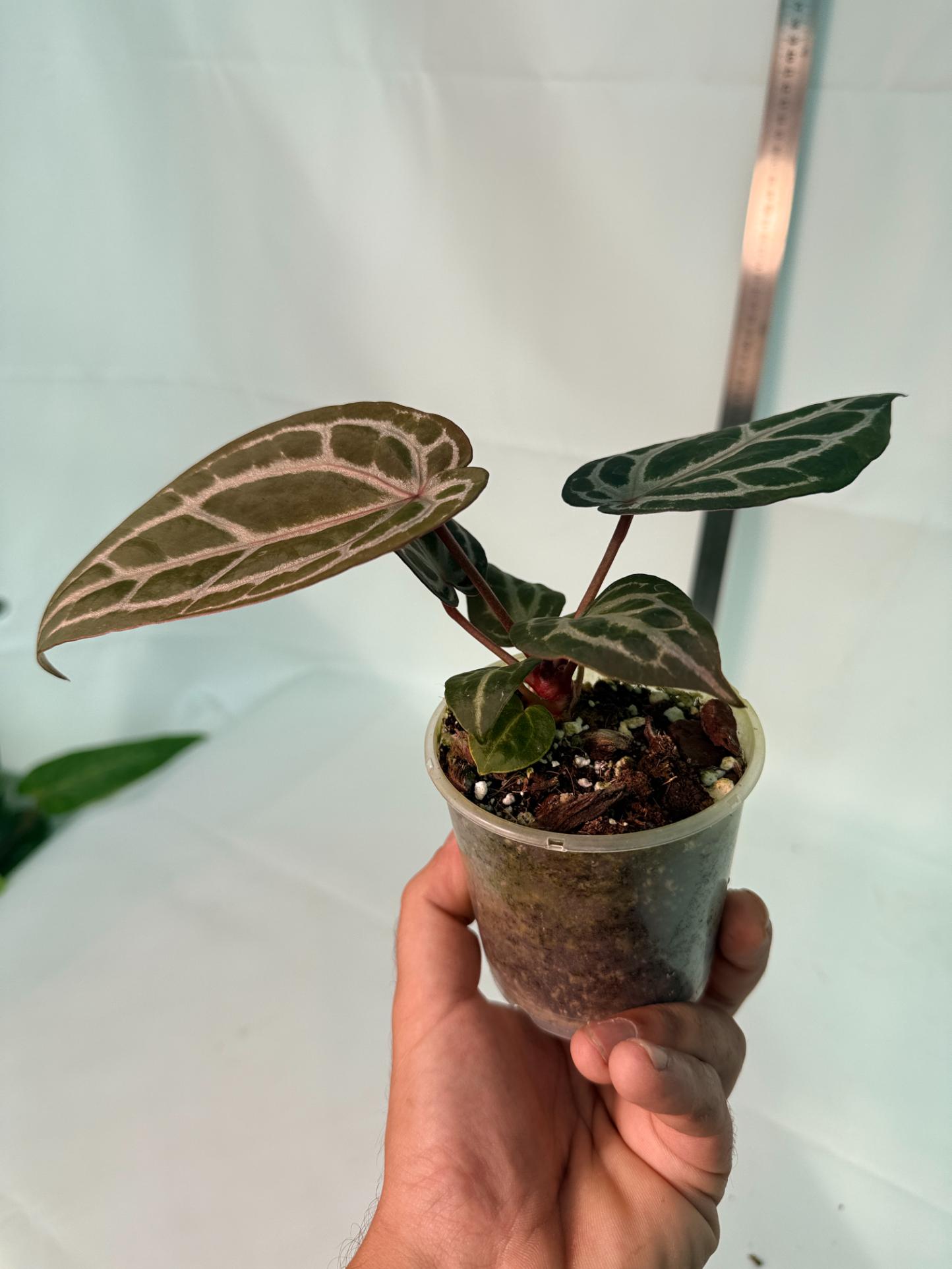 Anthurium Michelle 11