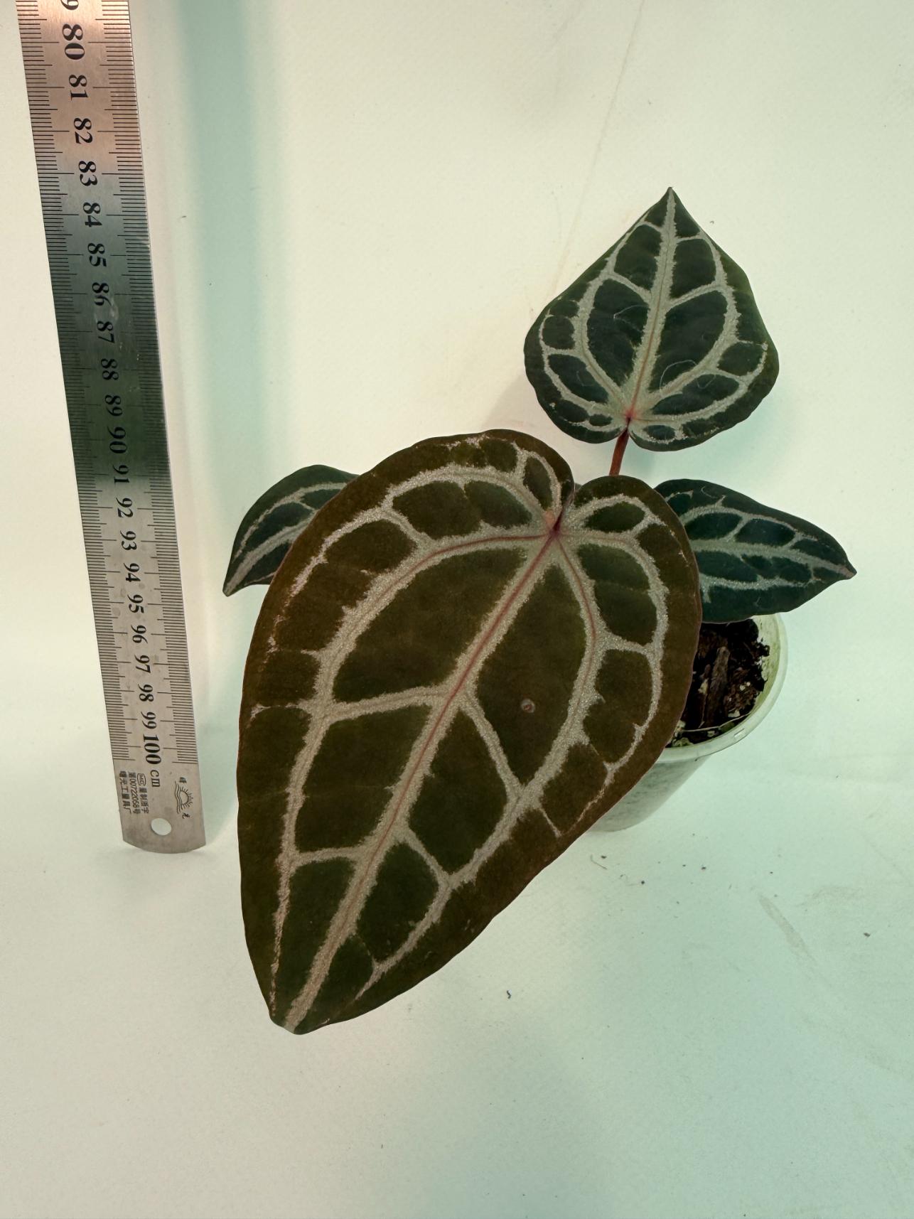 Anthurium Michelle 4