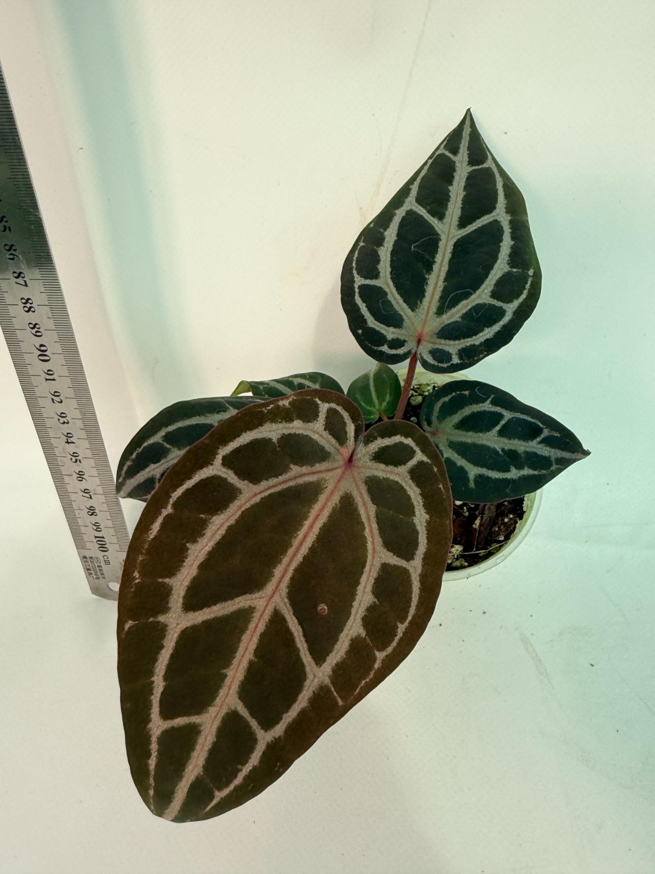 Anthurium Michelle 1