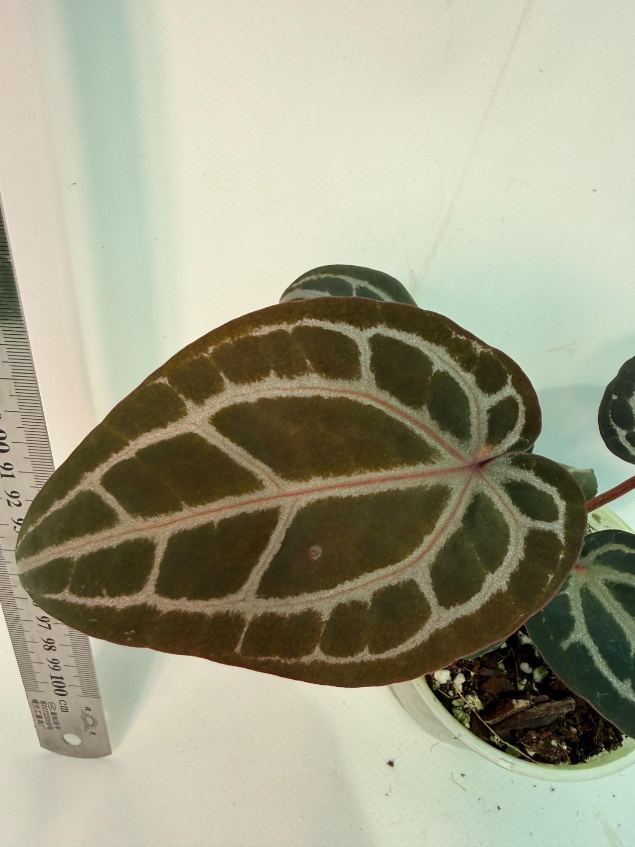 Anthurium Michelle 3