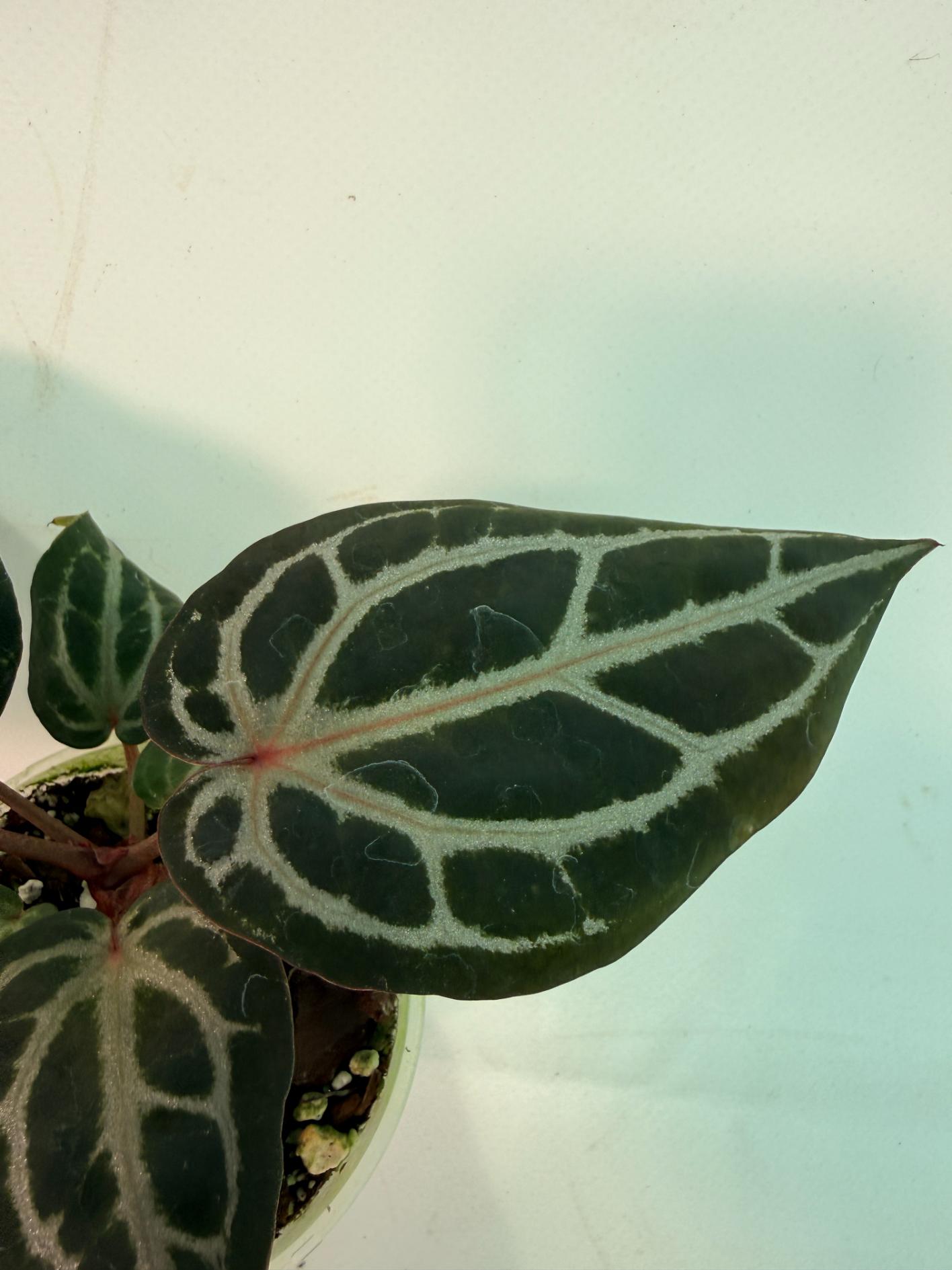 Anthurium Michelle 6