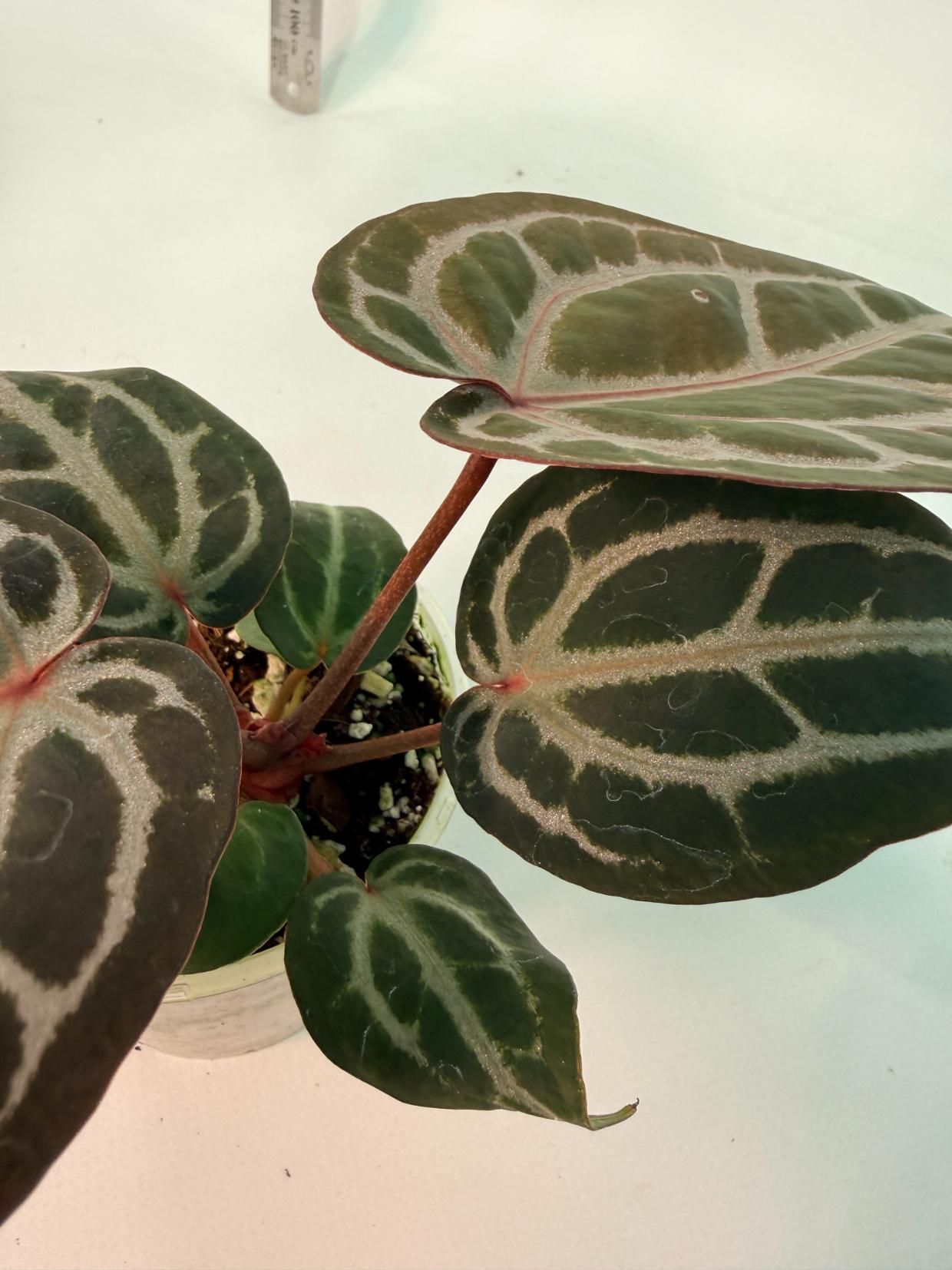Anthurium Michelle 10