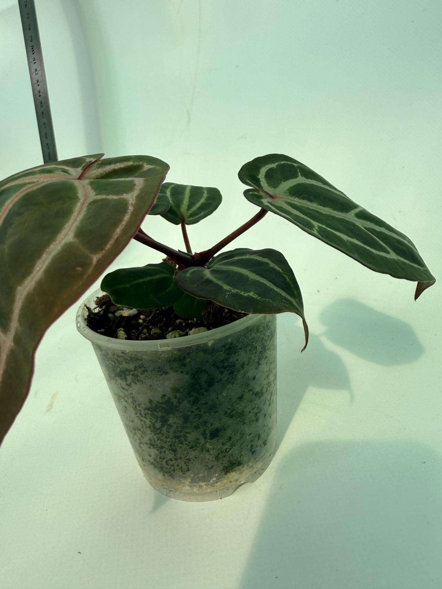 Anthurium Michelle 8