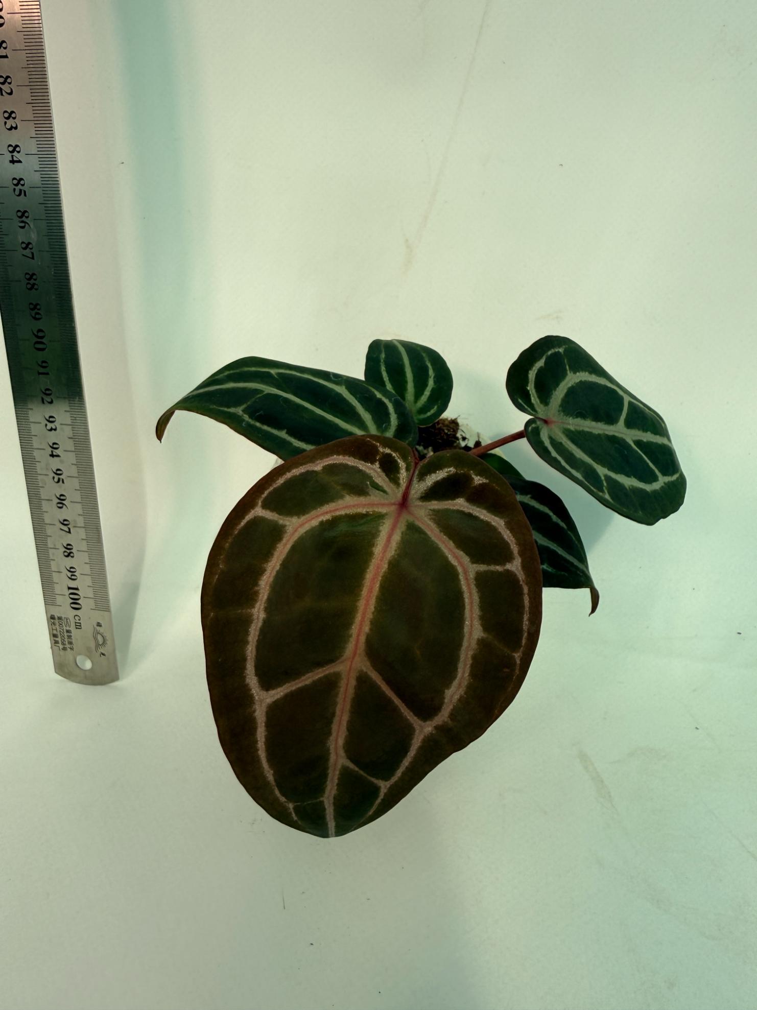 Anthurium Michelle 5
