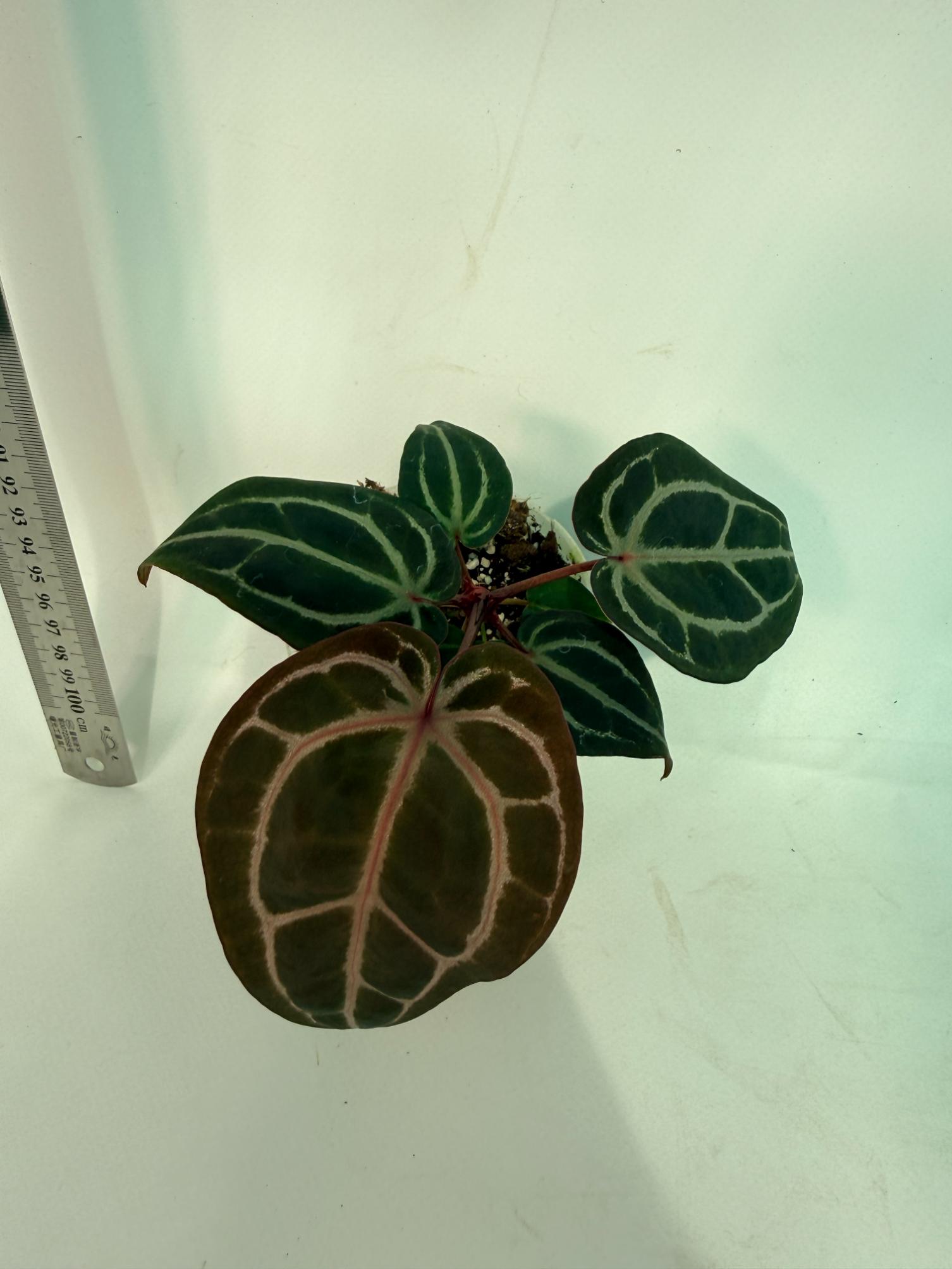 Anthurium Michelle 7