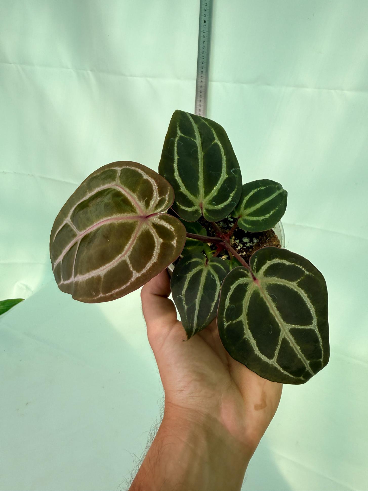 Anthurium Michelle 3