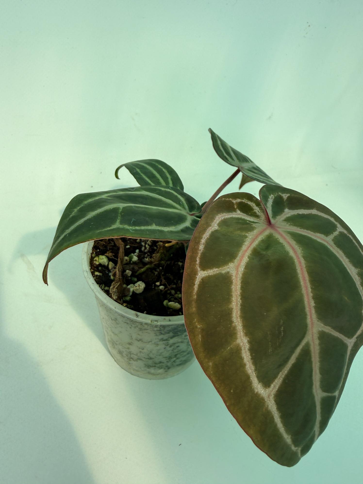 Anthurium Michelle | Welovetropicalplants