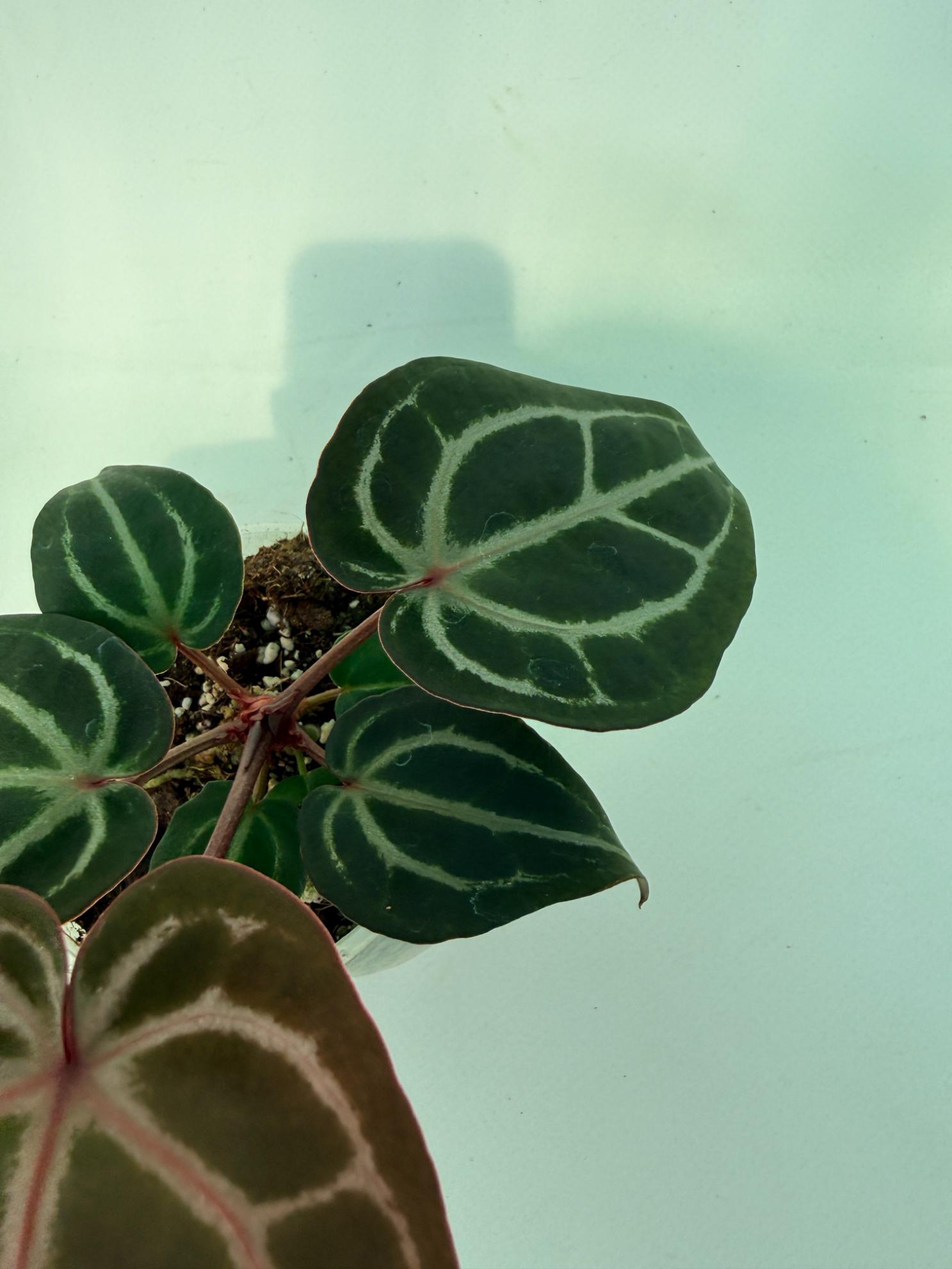 Anthurium Michelle 6