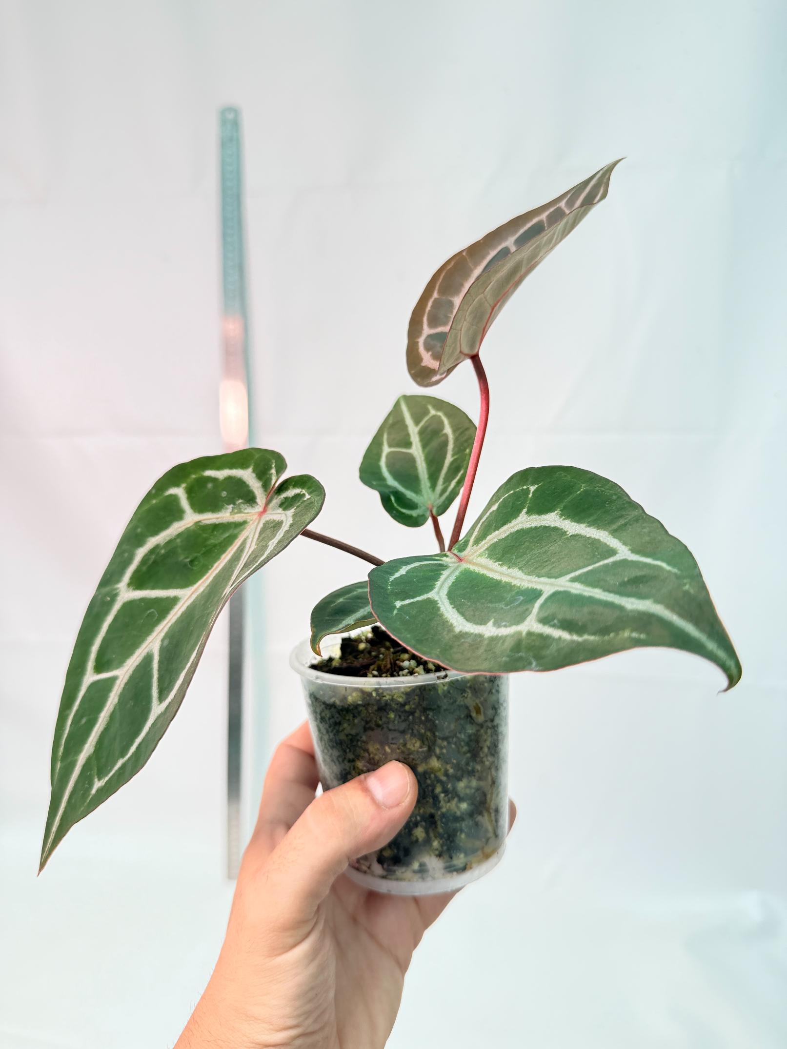 Anthurium Michelle 4