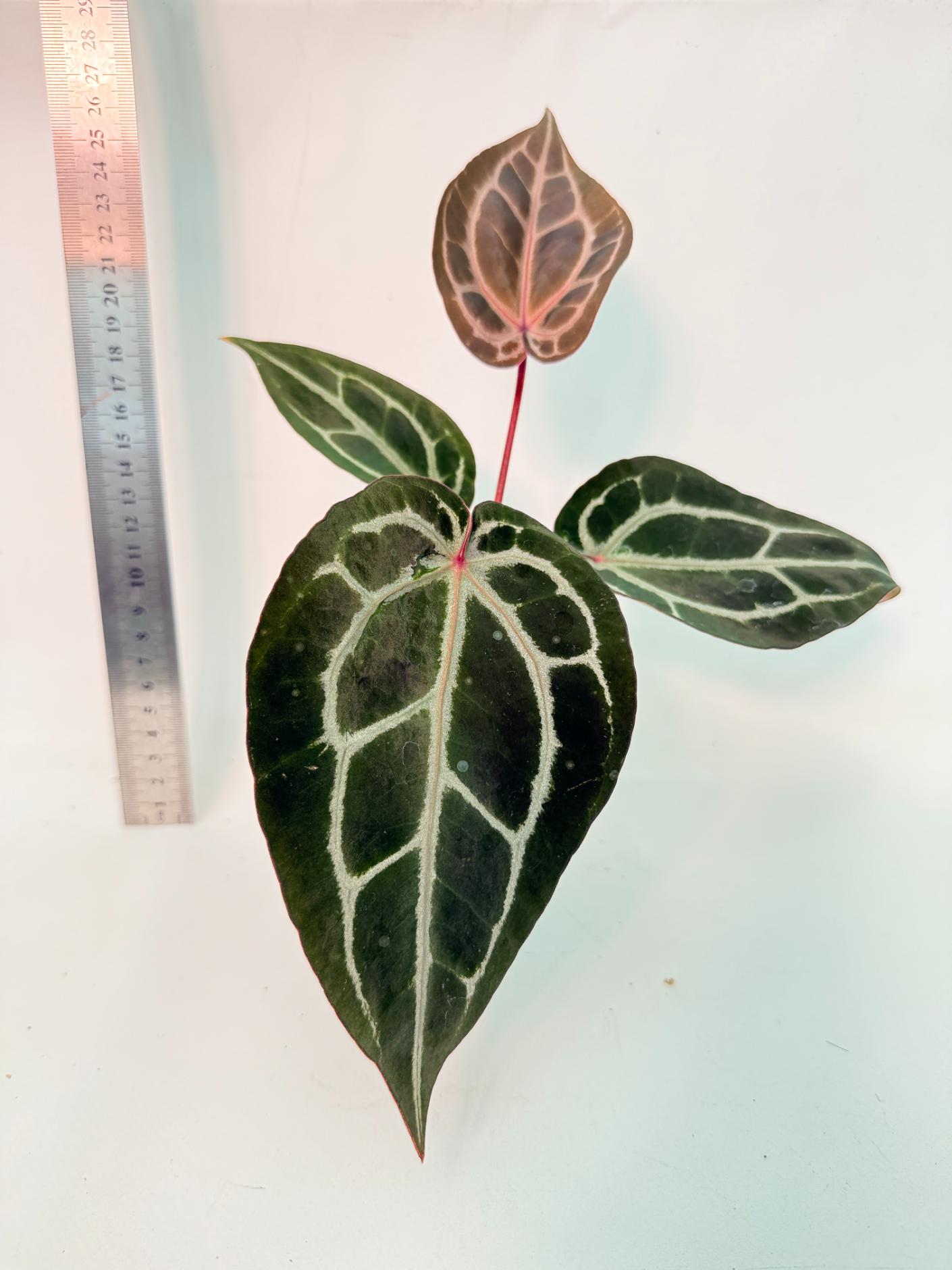 Anthurium Michelle 3