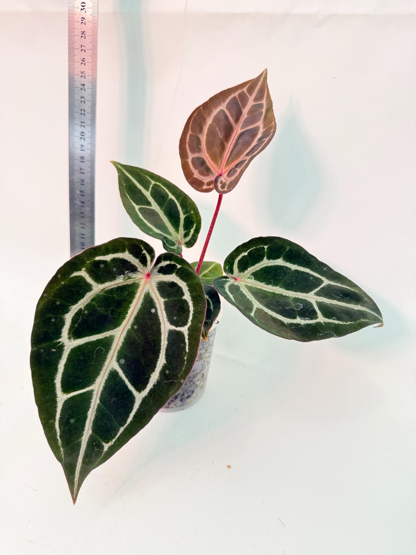 Anthurium Michelle 8