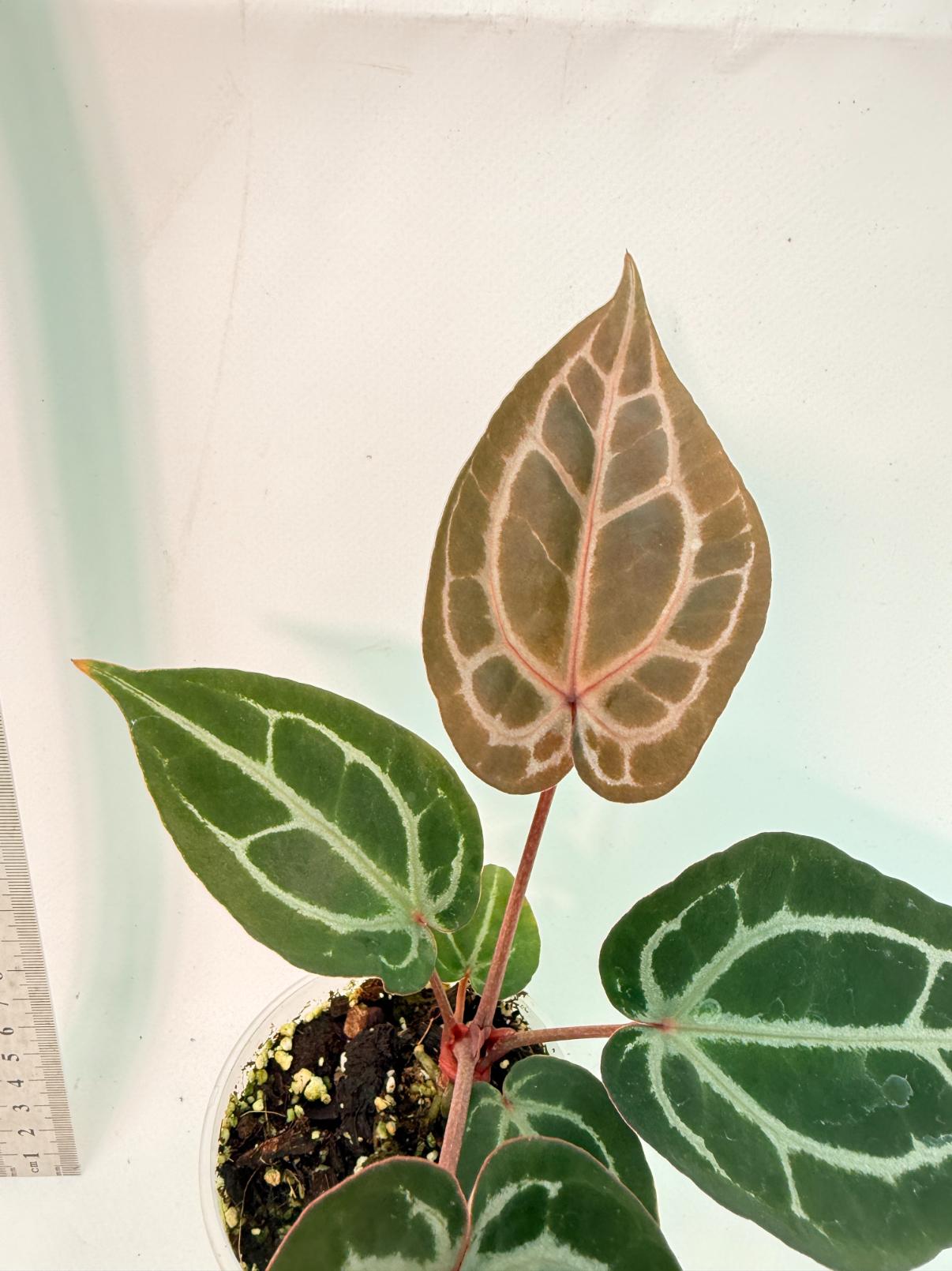 Anthurium Michelle 5