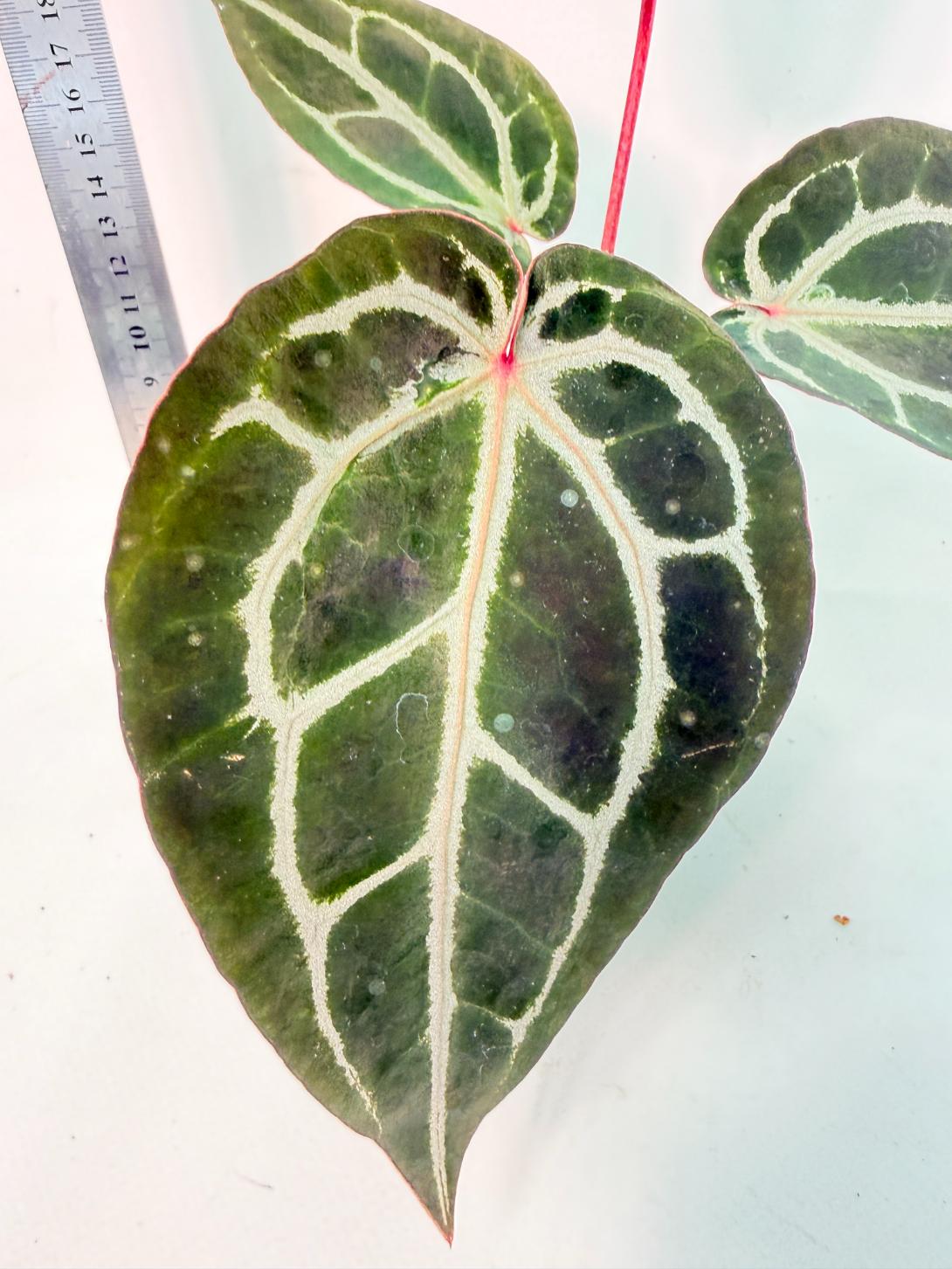 Anthurium Michelle 6