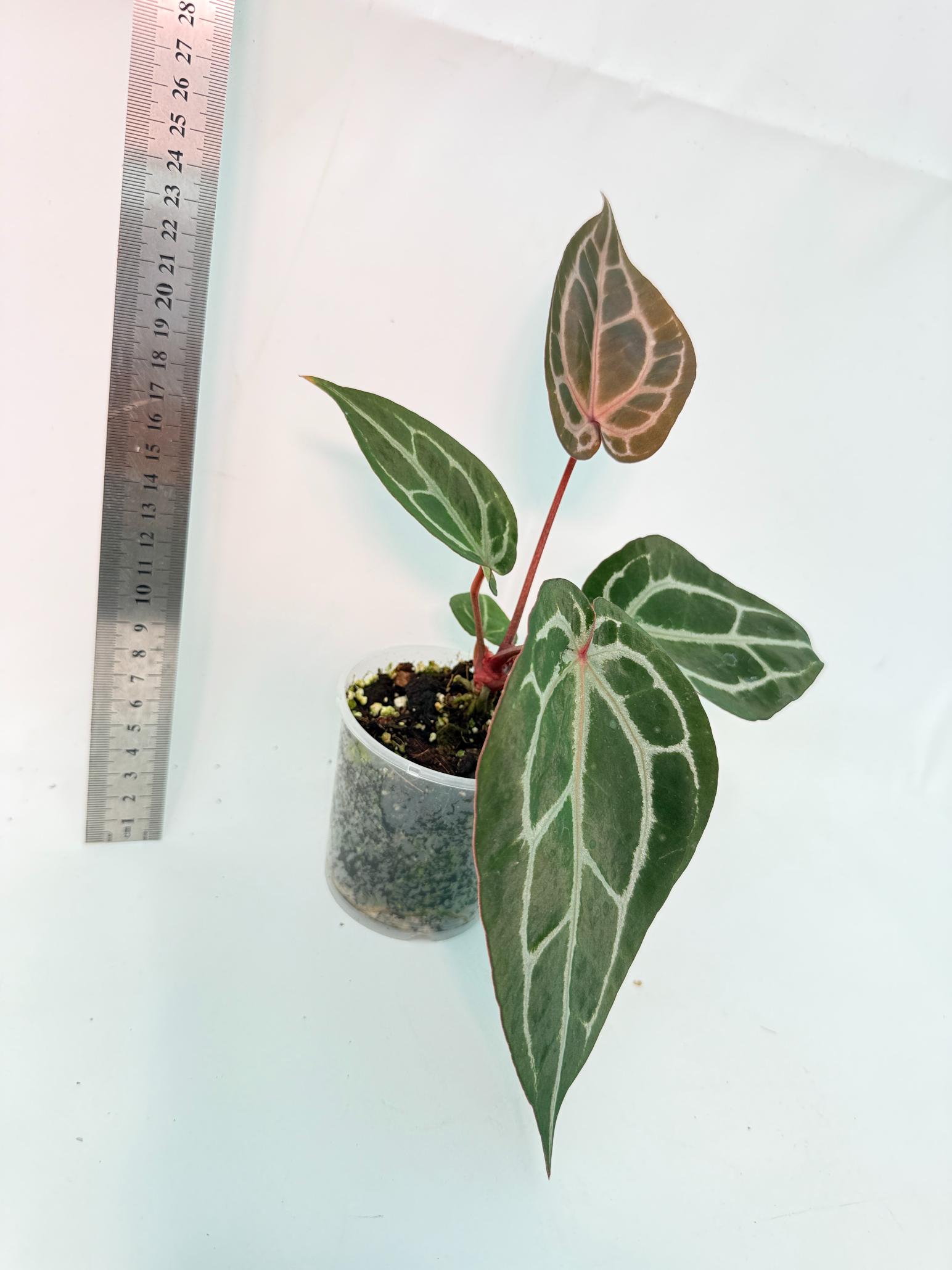 Anthurium Michelle 7