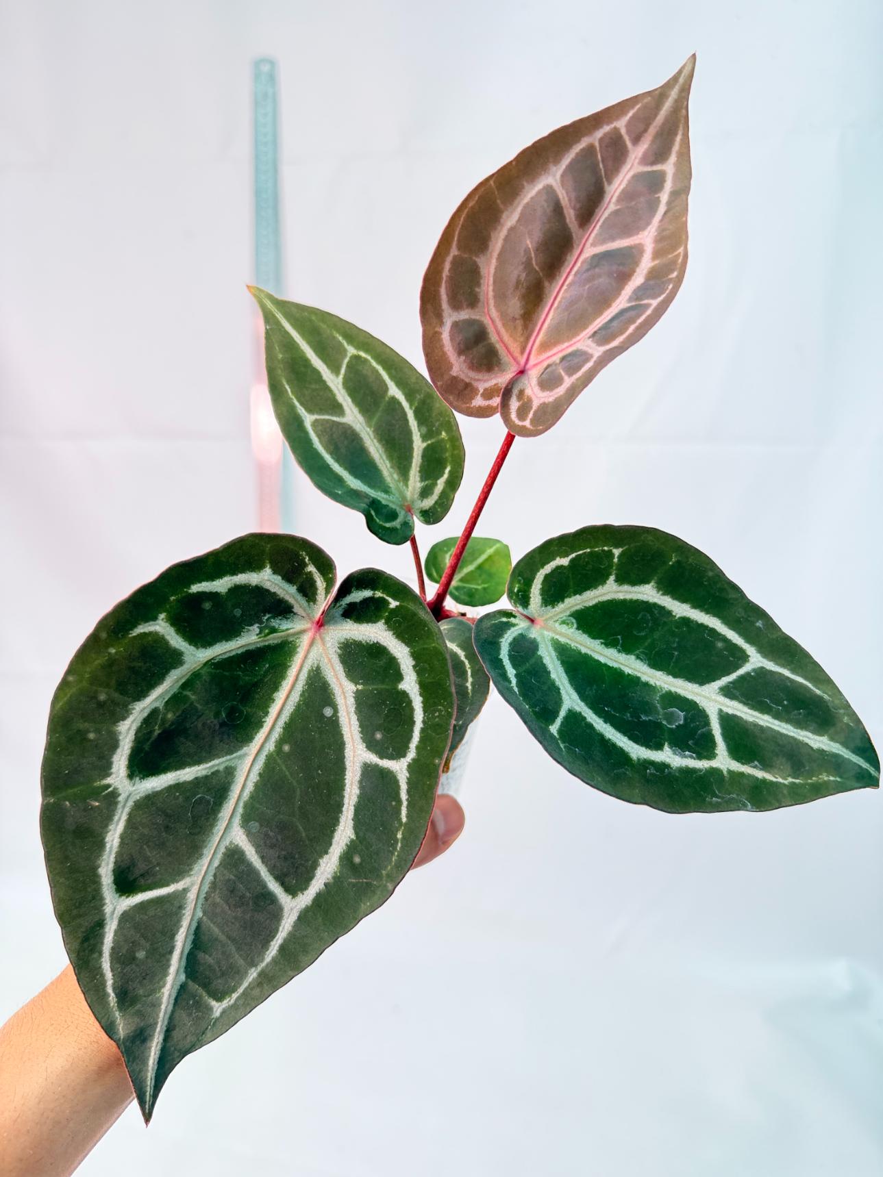 Anthurium Michelle 1