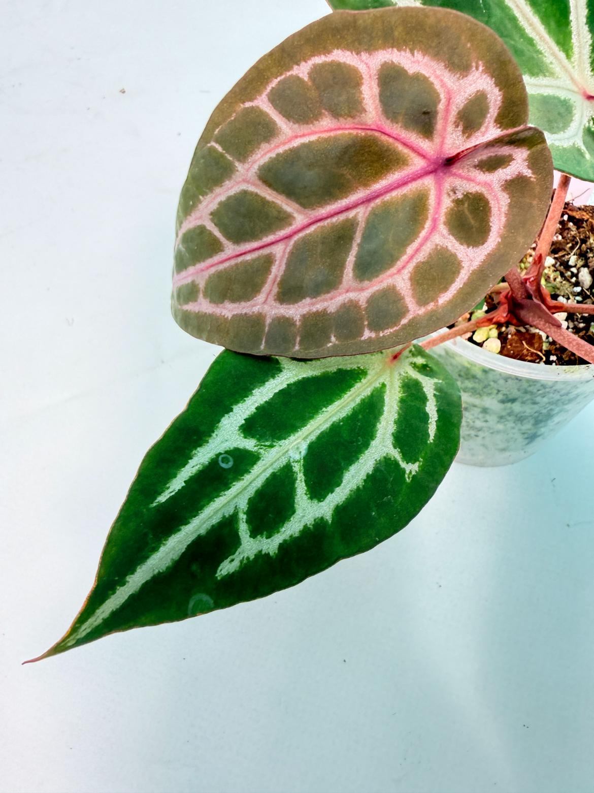 Anthurium Michelle 7
