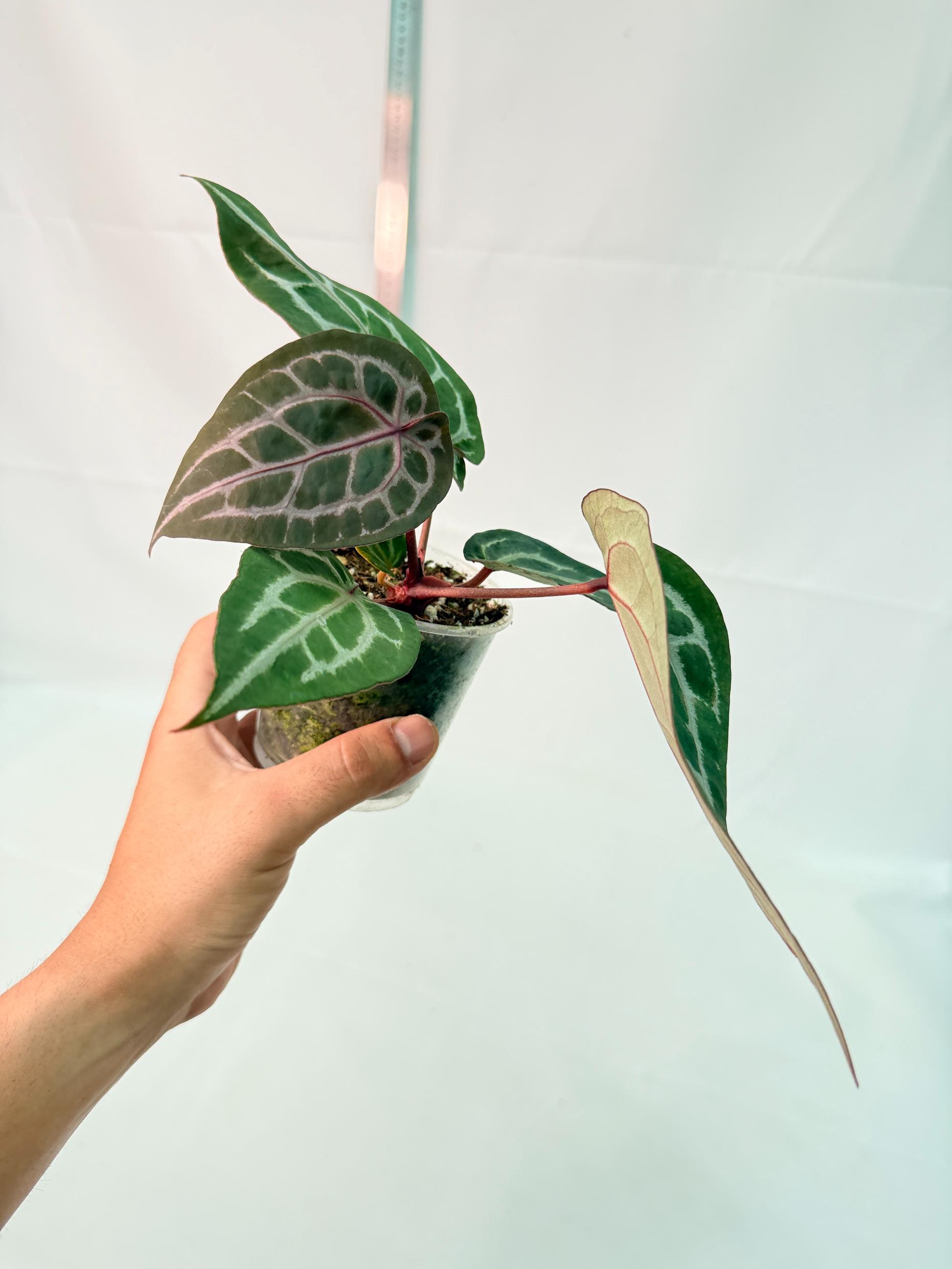 Anthurium Michelle 8