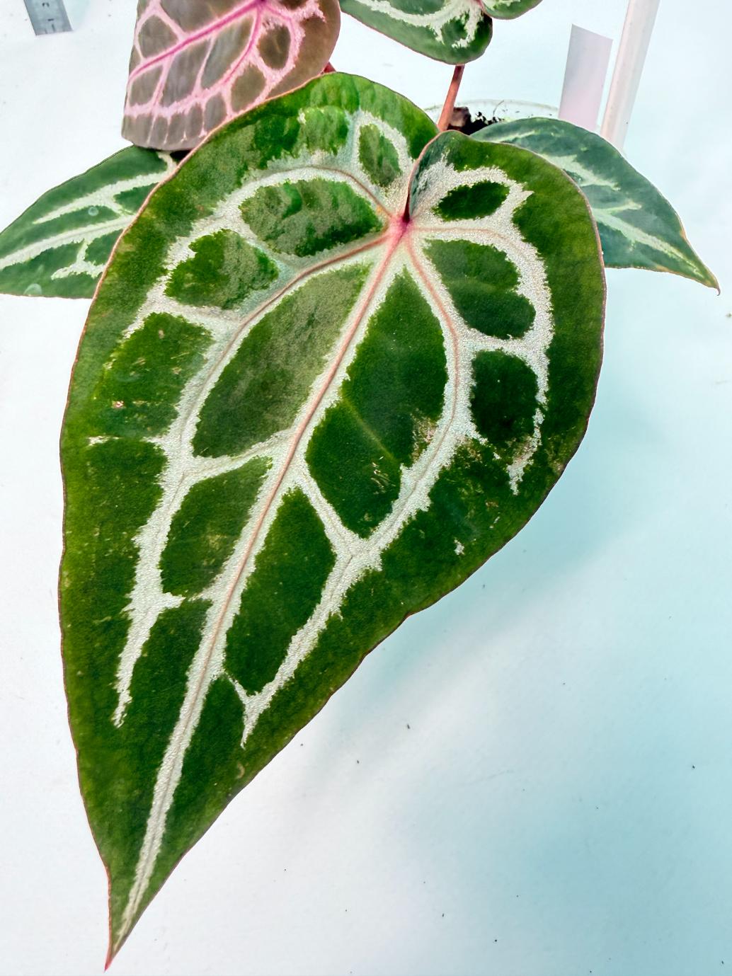 Anthurium Michelle 9