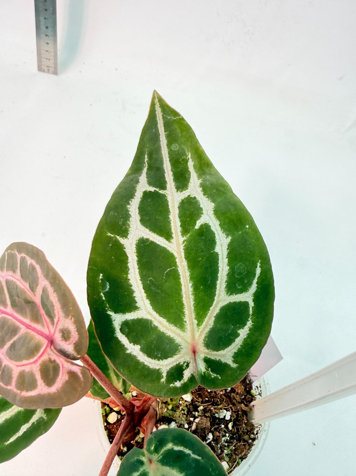 Anthurium Michelle 4
