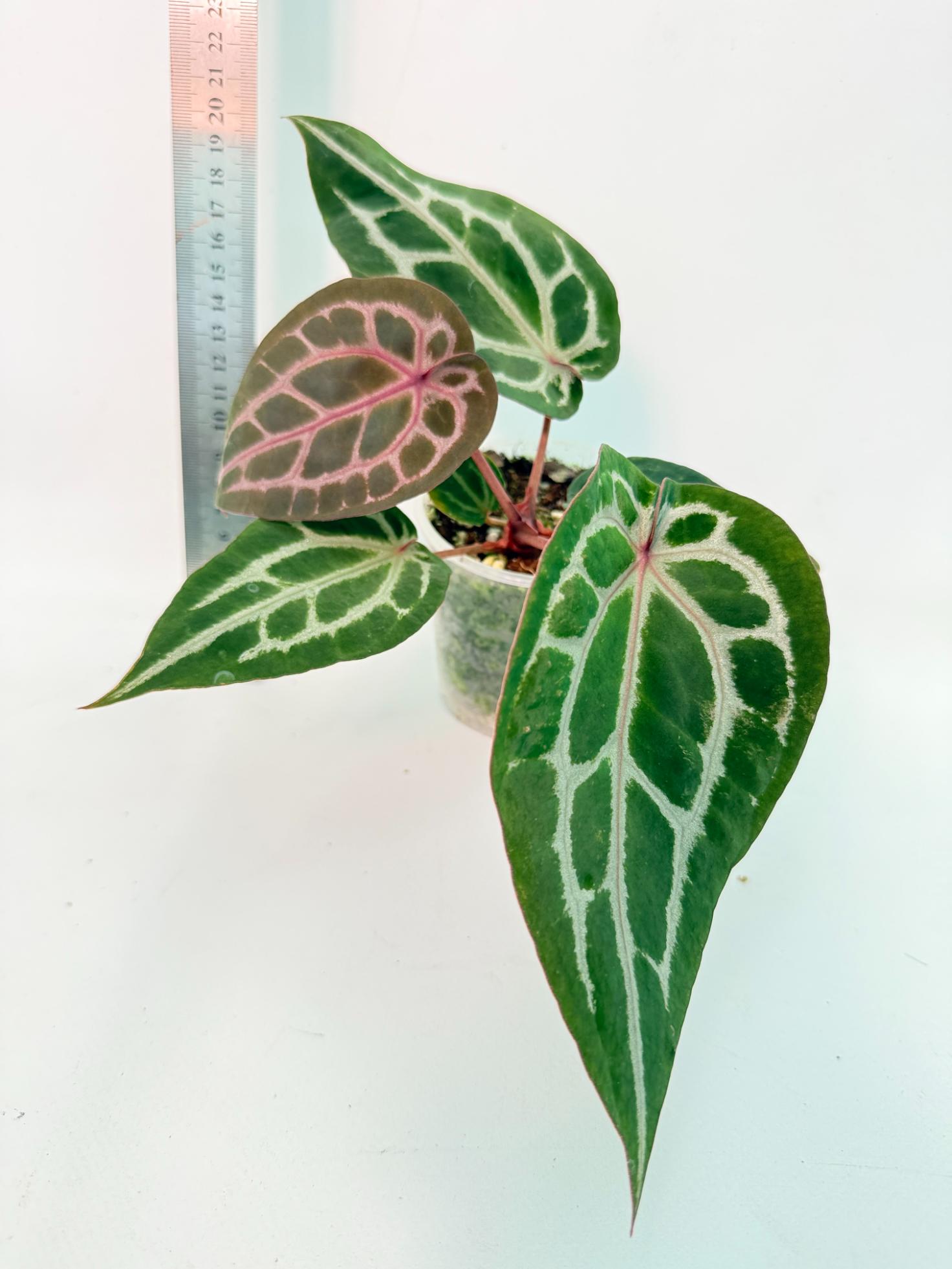 Anthurium Michelle 1