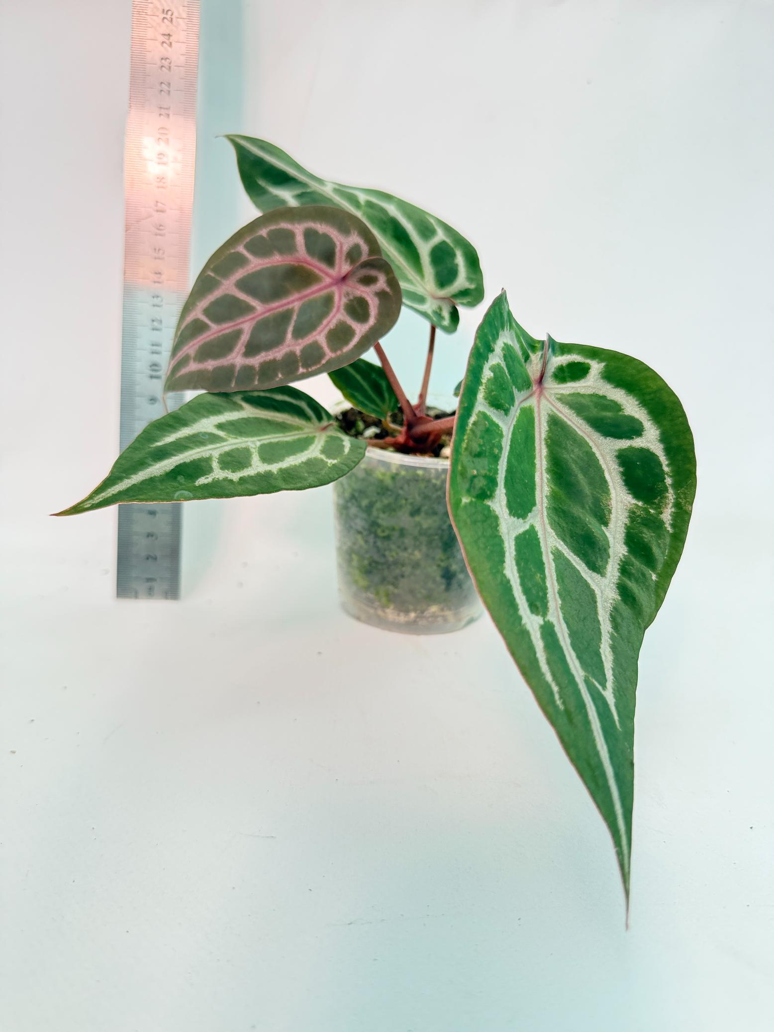 Anthurium Michelle 5