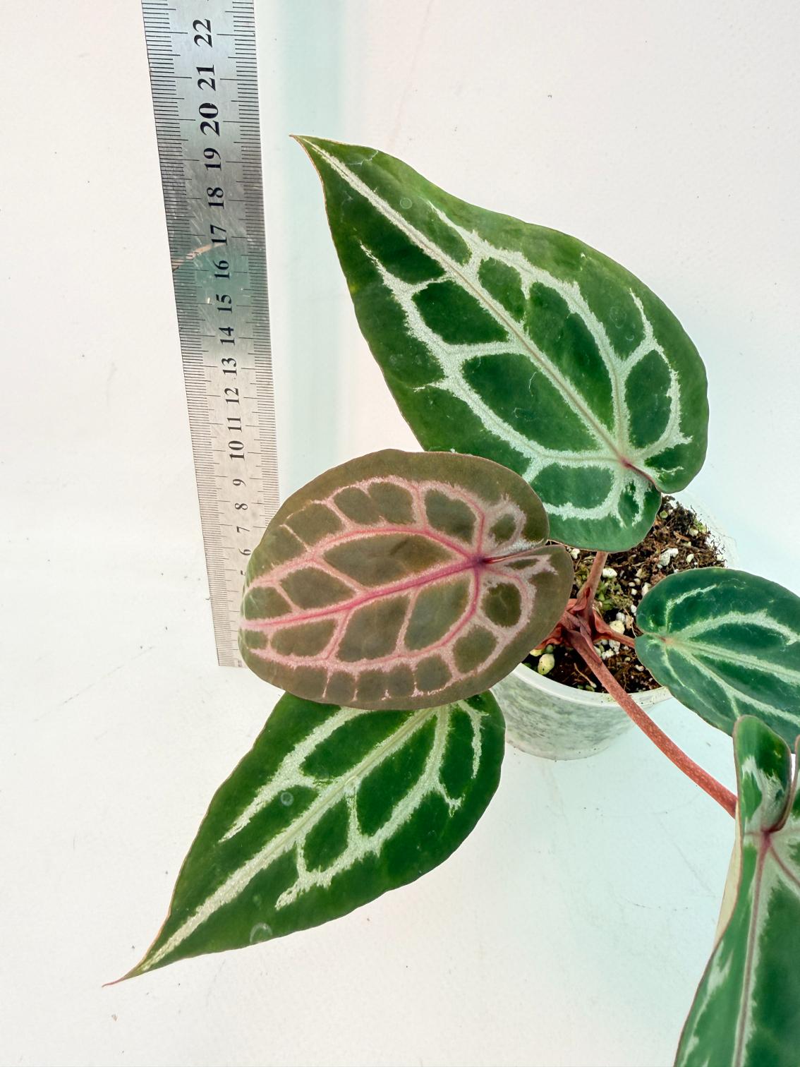 Anthurium Michelle 6