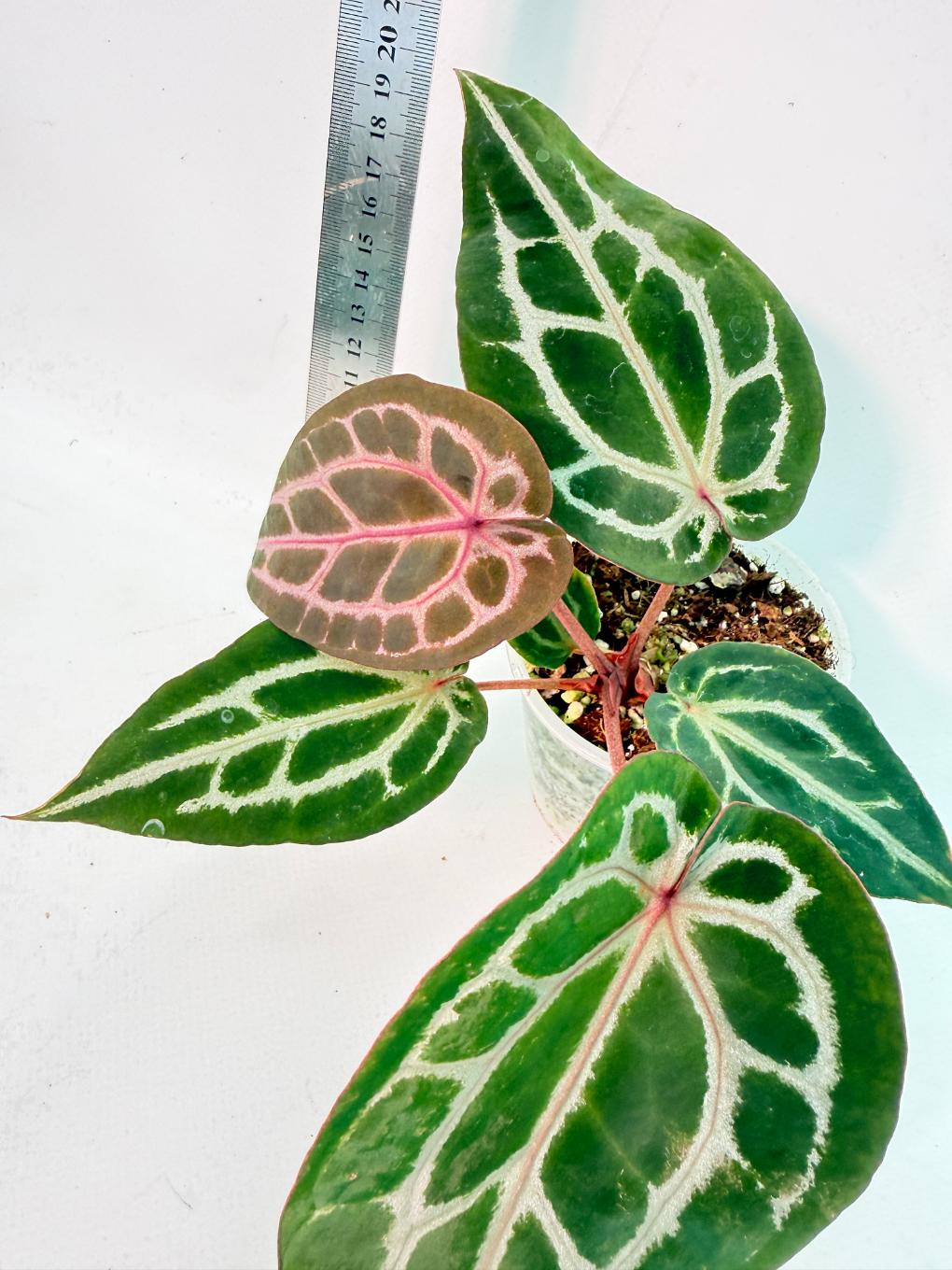 Anthurium Michelle 10